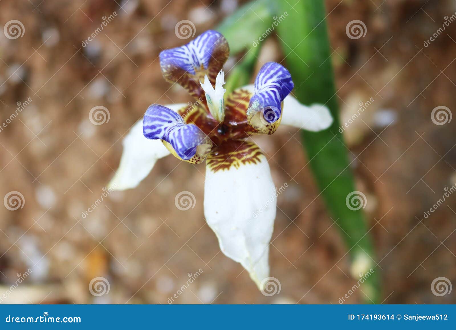 beautiful and abstract miracle white flower close up image