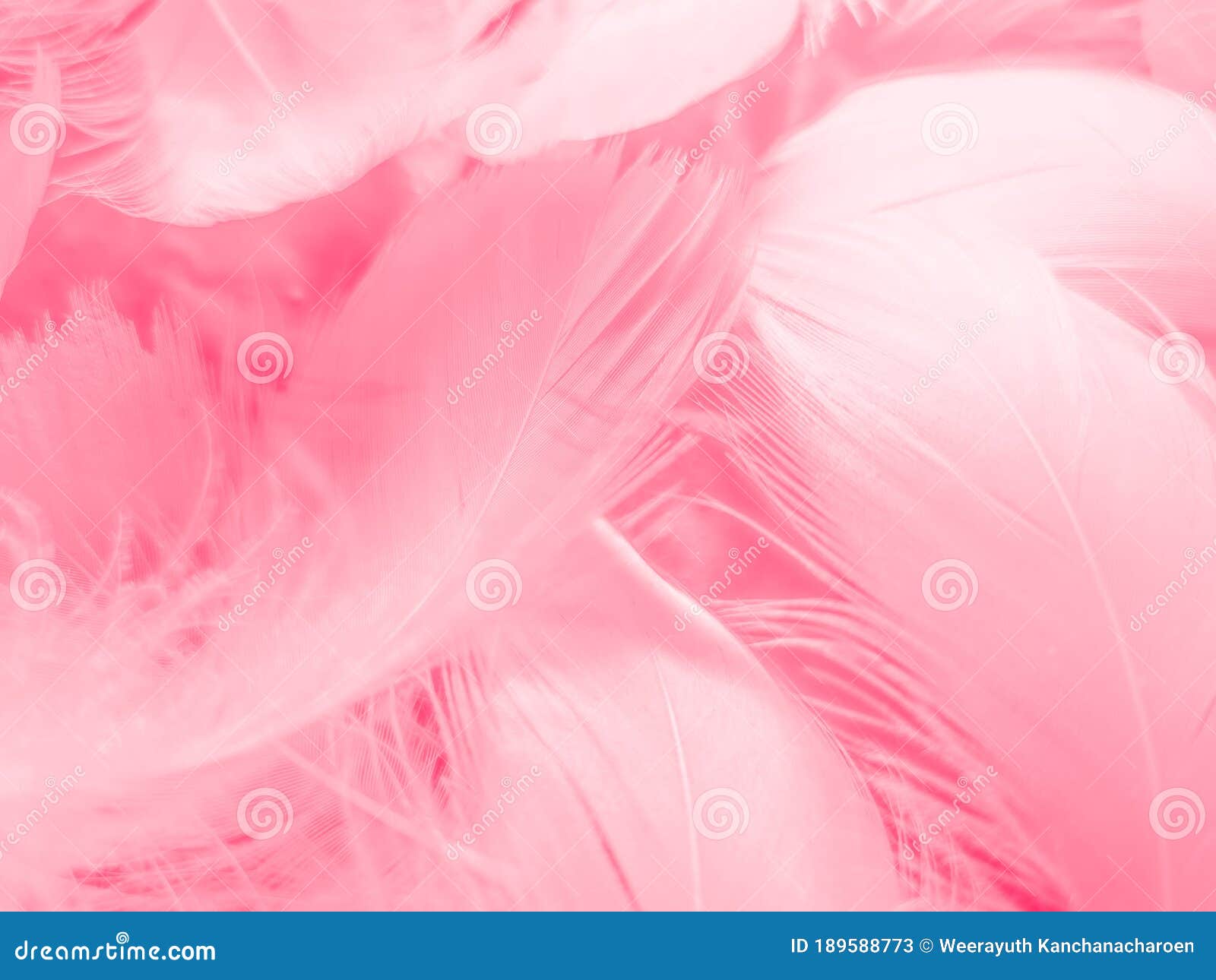 Soft Pink Feathers Texture Background. Stock Photo, Picture and Royalty  Free Image. Image 113247649.