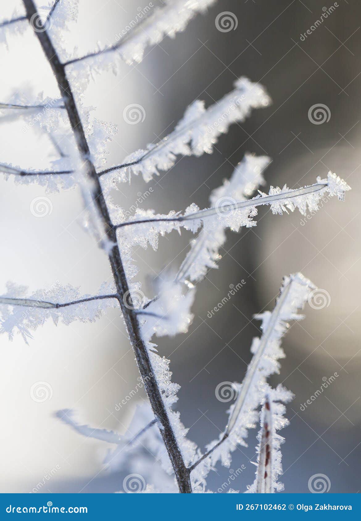 beautiful abstract winter macro photography - plants in below zero temperature