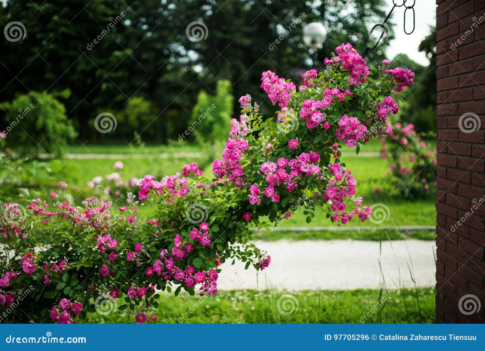 beautiful, abundant climbing rose in a park