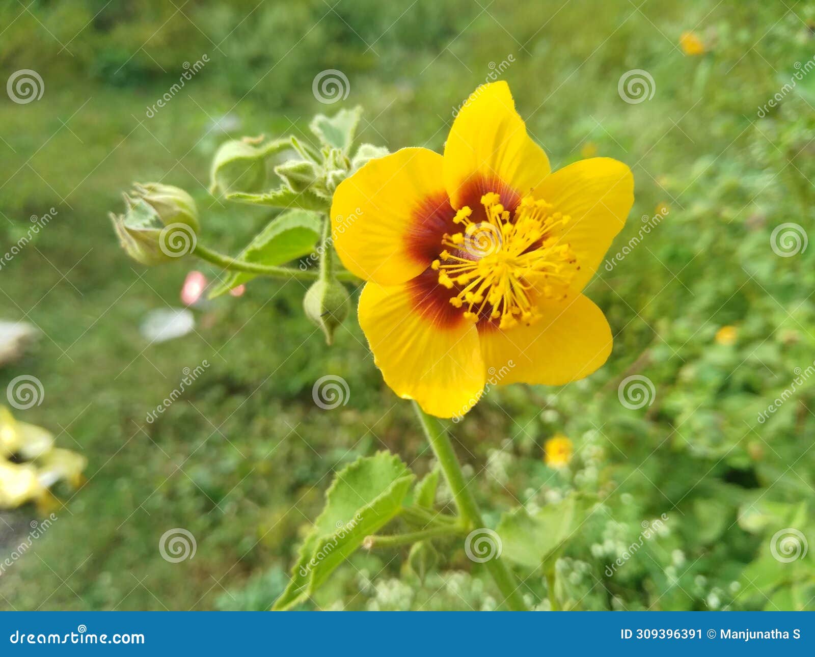 beautiful abutilon indicum flowers are typically yellow and red, they have five petals that are d like hearts