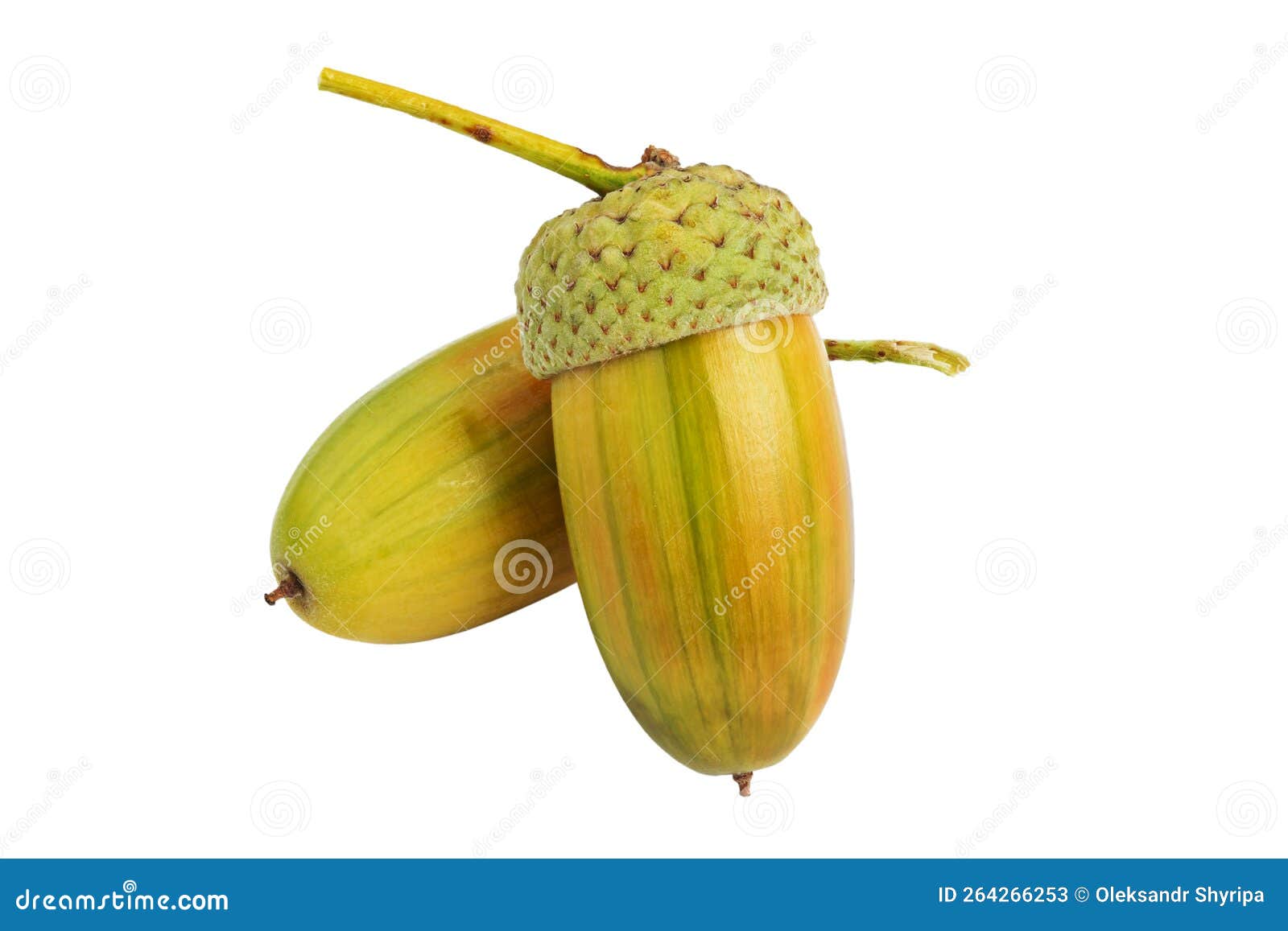Beautiful Acorns on White Background. Oak Nuts Stock Image Image of