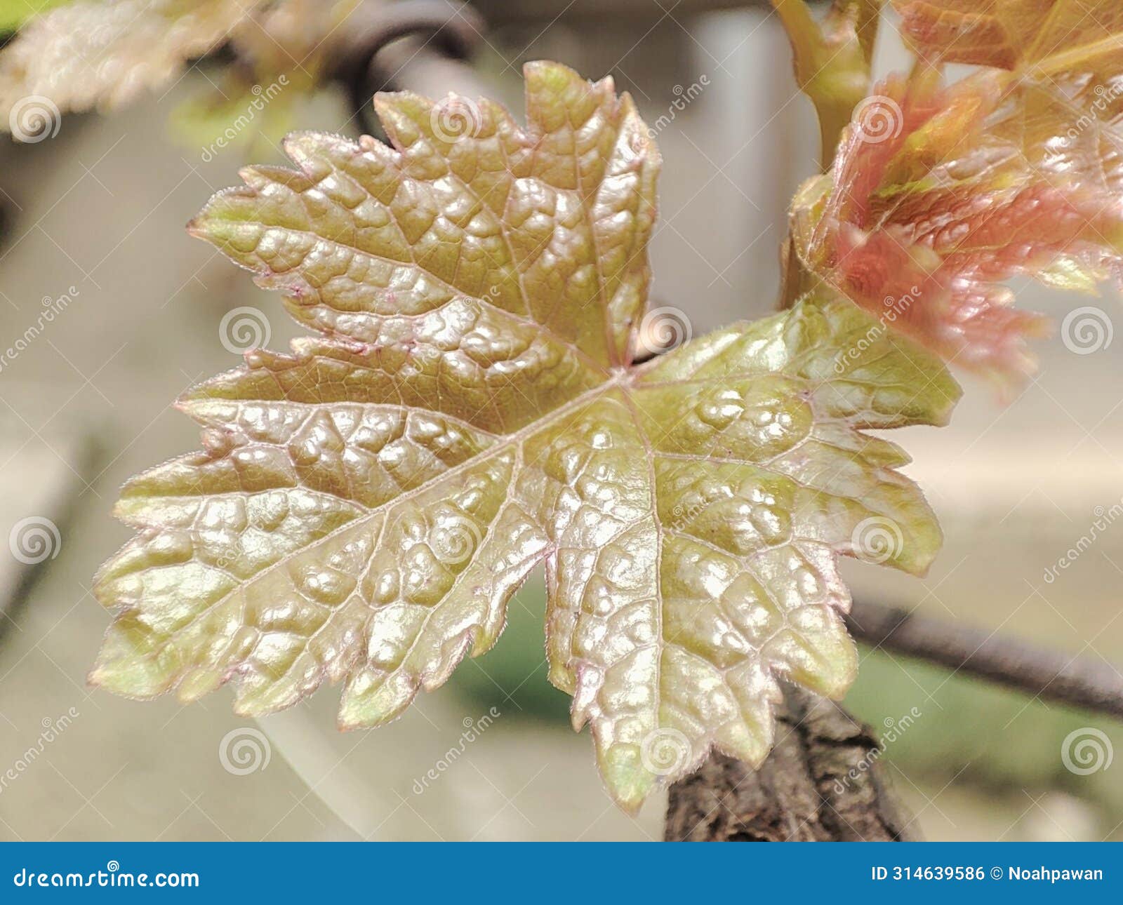 beautiful adn akttraktive young vine leaves