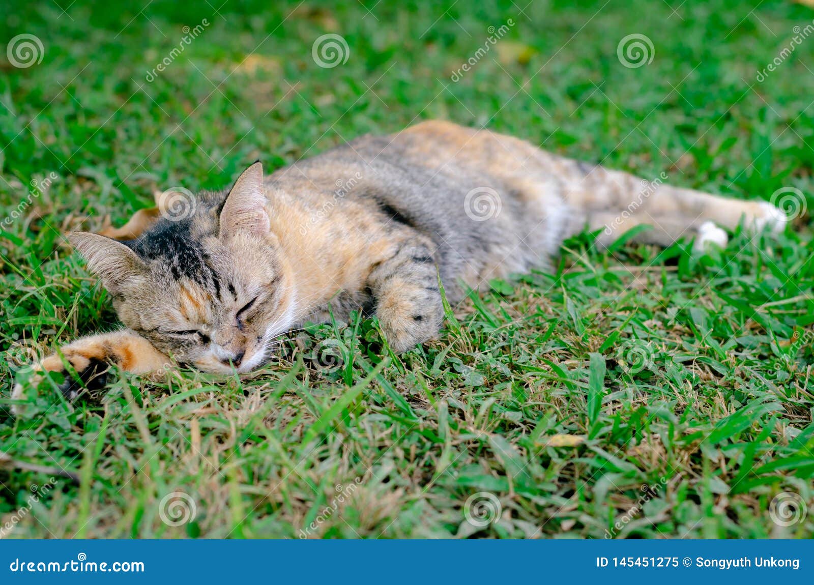 Beautiful Adorable Sleepyhead Leopard Color Cat Relaxing On The Grass