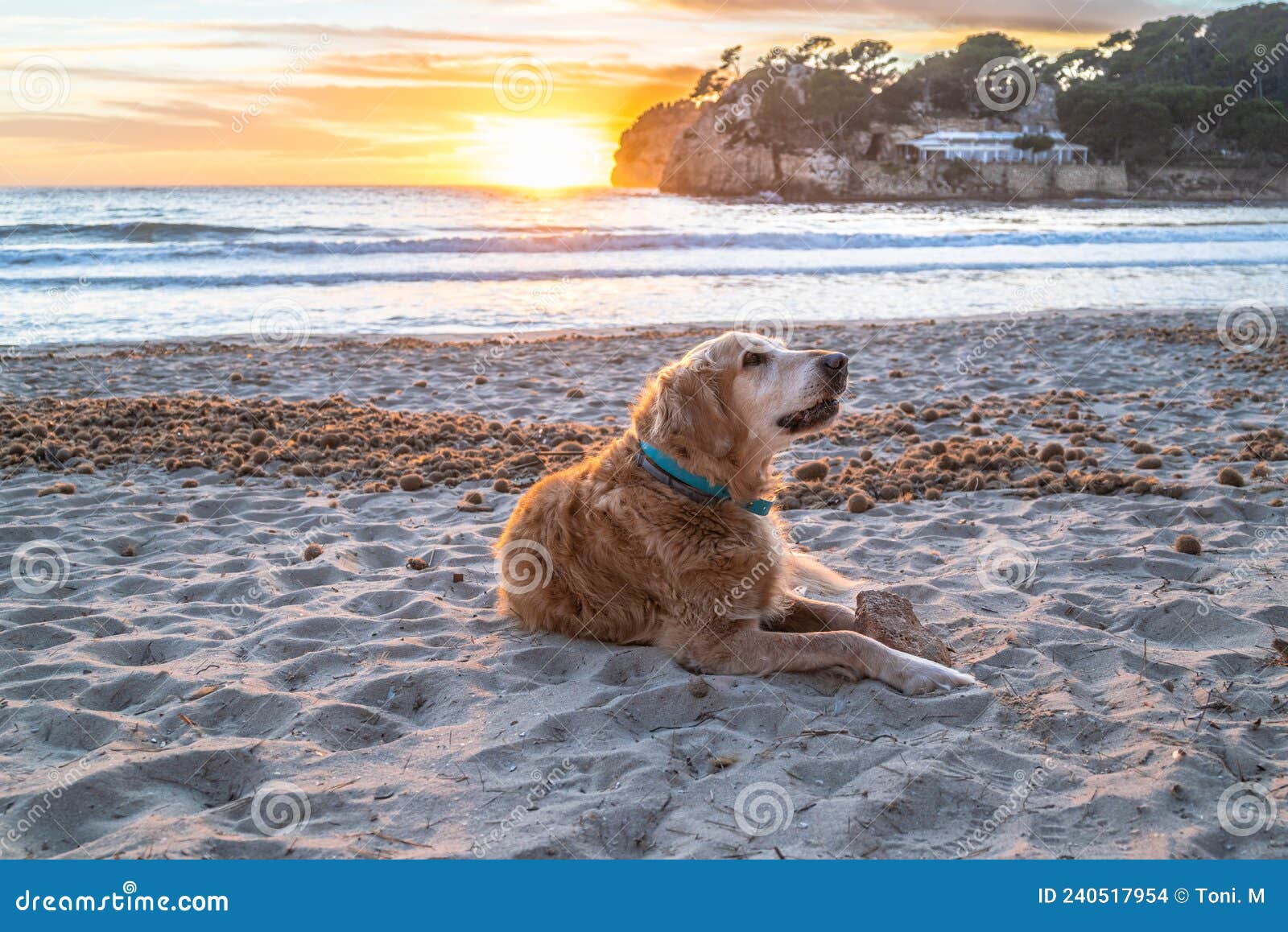 beautiful adult golden retriever, lying in the sand on the beach at sunset