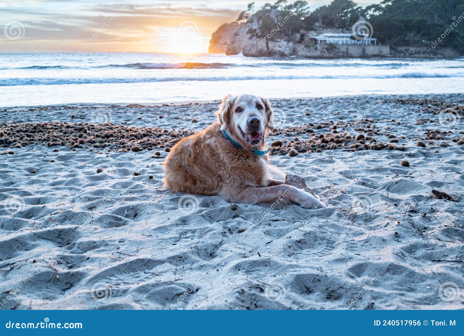 beautiful adult golden retriever, lying in the sand on the beach at sunset