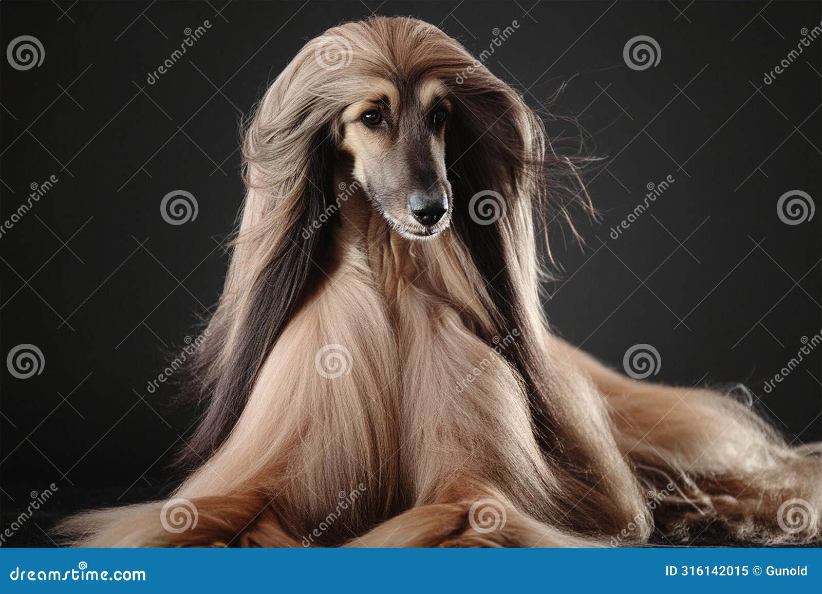 portrait of a wonderful majestic afghan hound