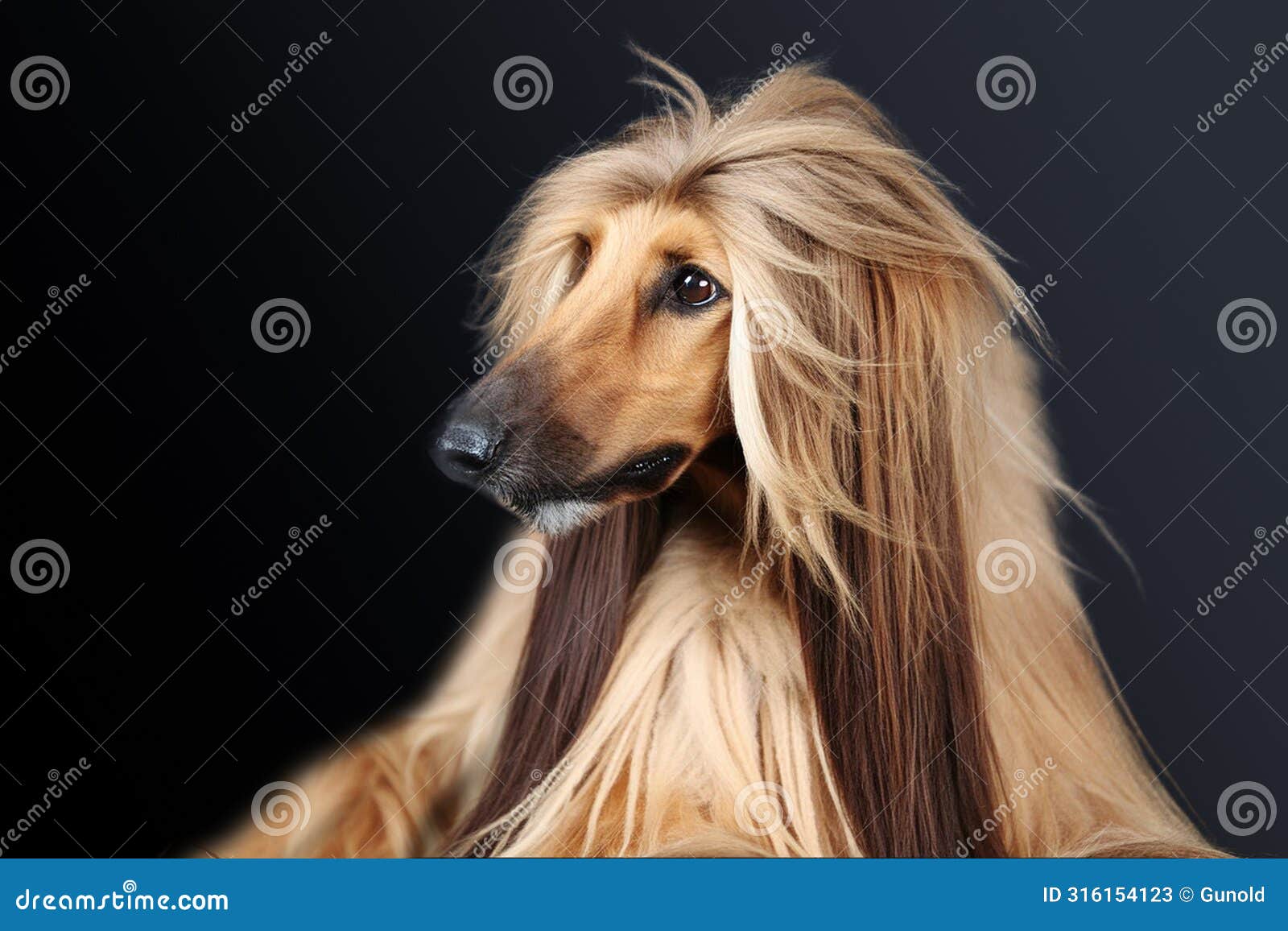 portrait of a wonderful majestic afghan hound