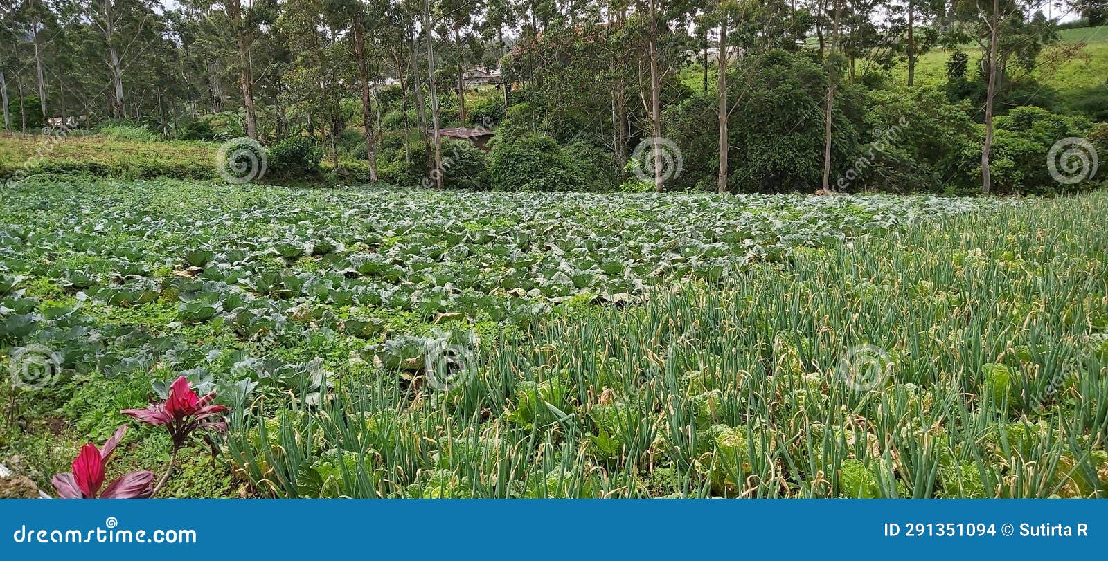 beautiful agricultural land