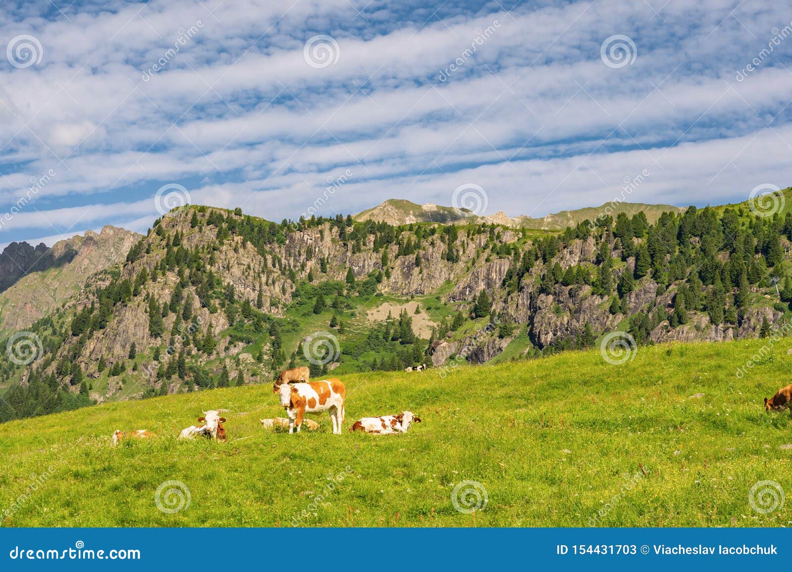 Beautiful Alps With Livestock On Green Pasture Stock Image Image Of
