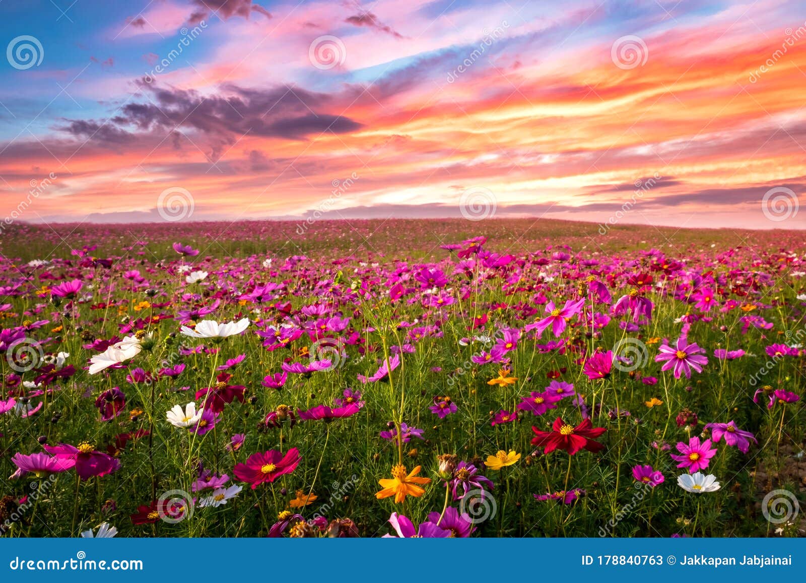 Field Of Flowers Wallpaper 58 images