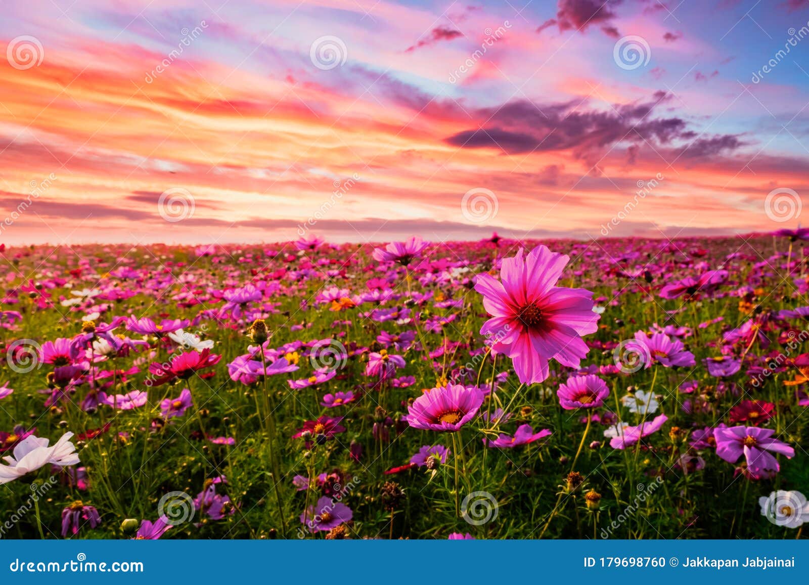 Beautiful And Amazing Of Cosmos Flower Field Landscape In Sunset Stock