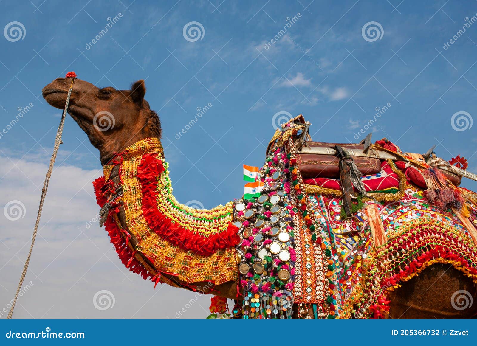 Beautiful Amusing Decorated Dromedary Camel on Bikaner Camel Festival in  Rajasthan, India Stock Photo - Image of animal, east: 205366732