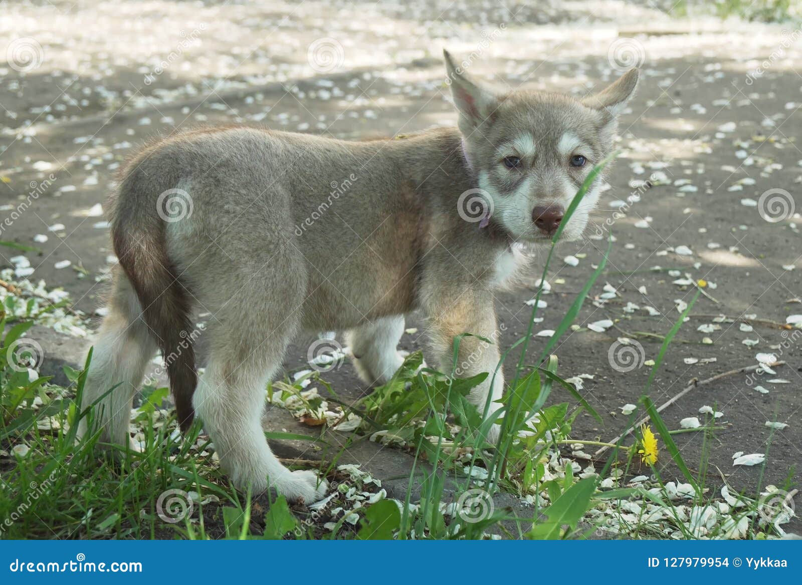 Wolfhound Puppies Stock Photos - Free \u0026 Royalty-Free Stock Photos from  Dreamstime, image size:1600x1168