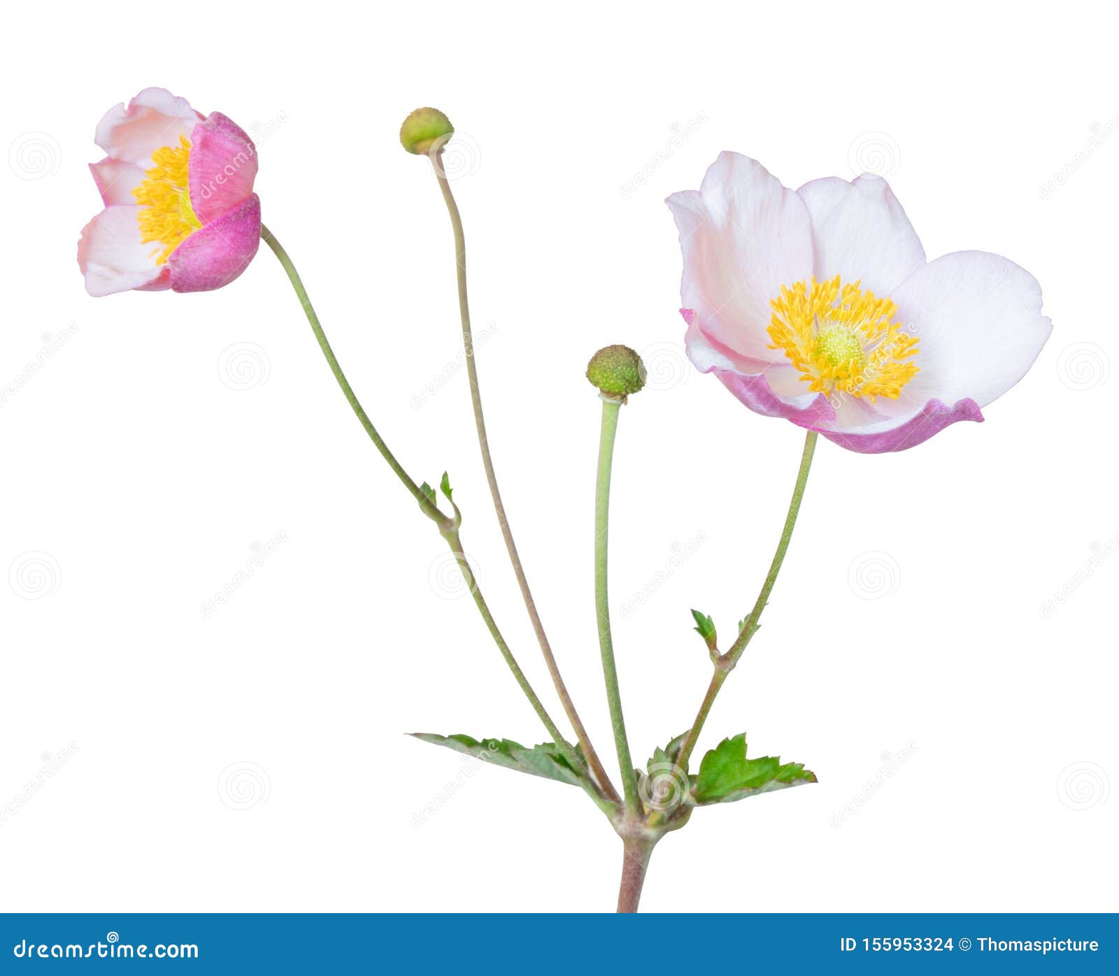 Beautiful Anemone Shrub Daisy Shrub Isolated on White Background ...