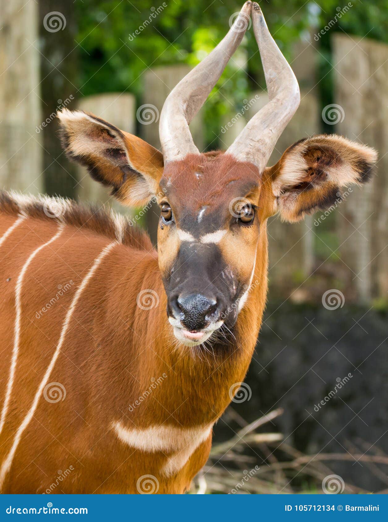 Beautiful Animal - Big Eastern Bongo Antelope, Extremely Rare an Stock  Photo - Image of mountain, tropical: 105712134
