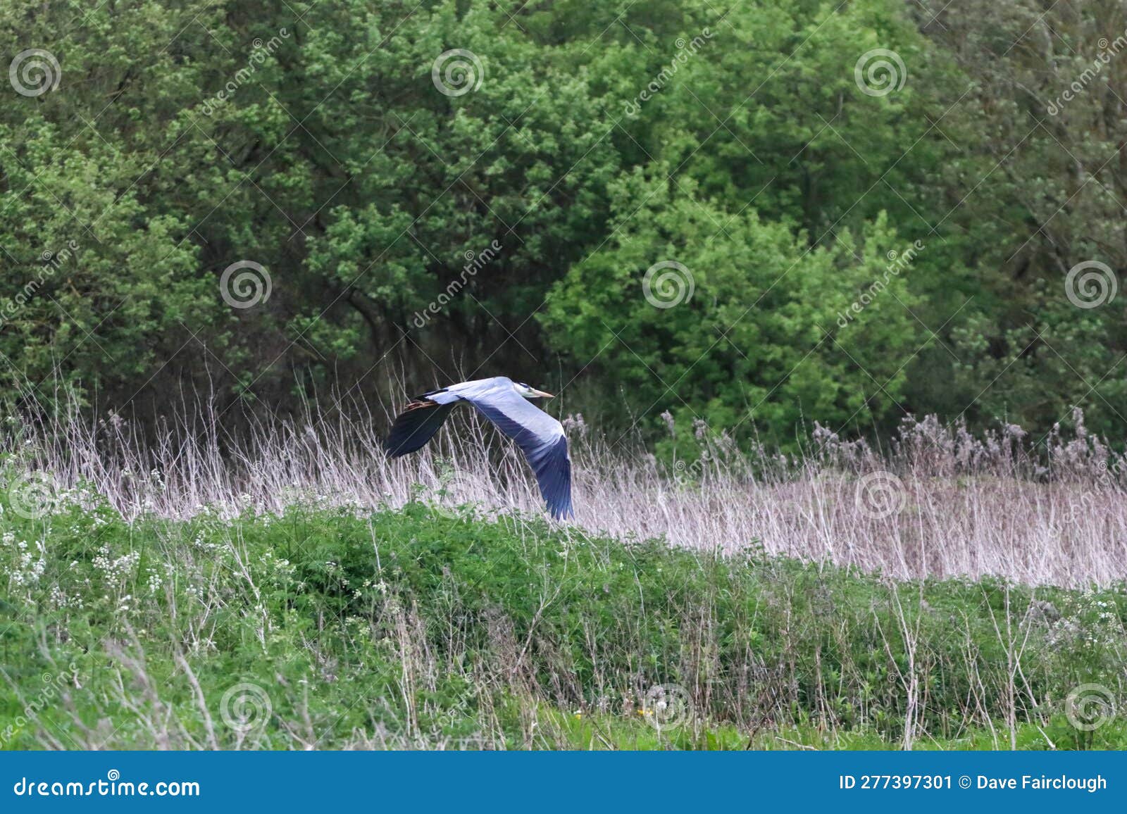 a beautiful animal portrait of a grey heron at a nature reserve