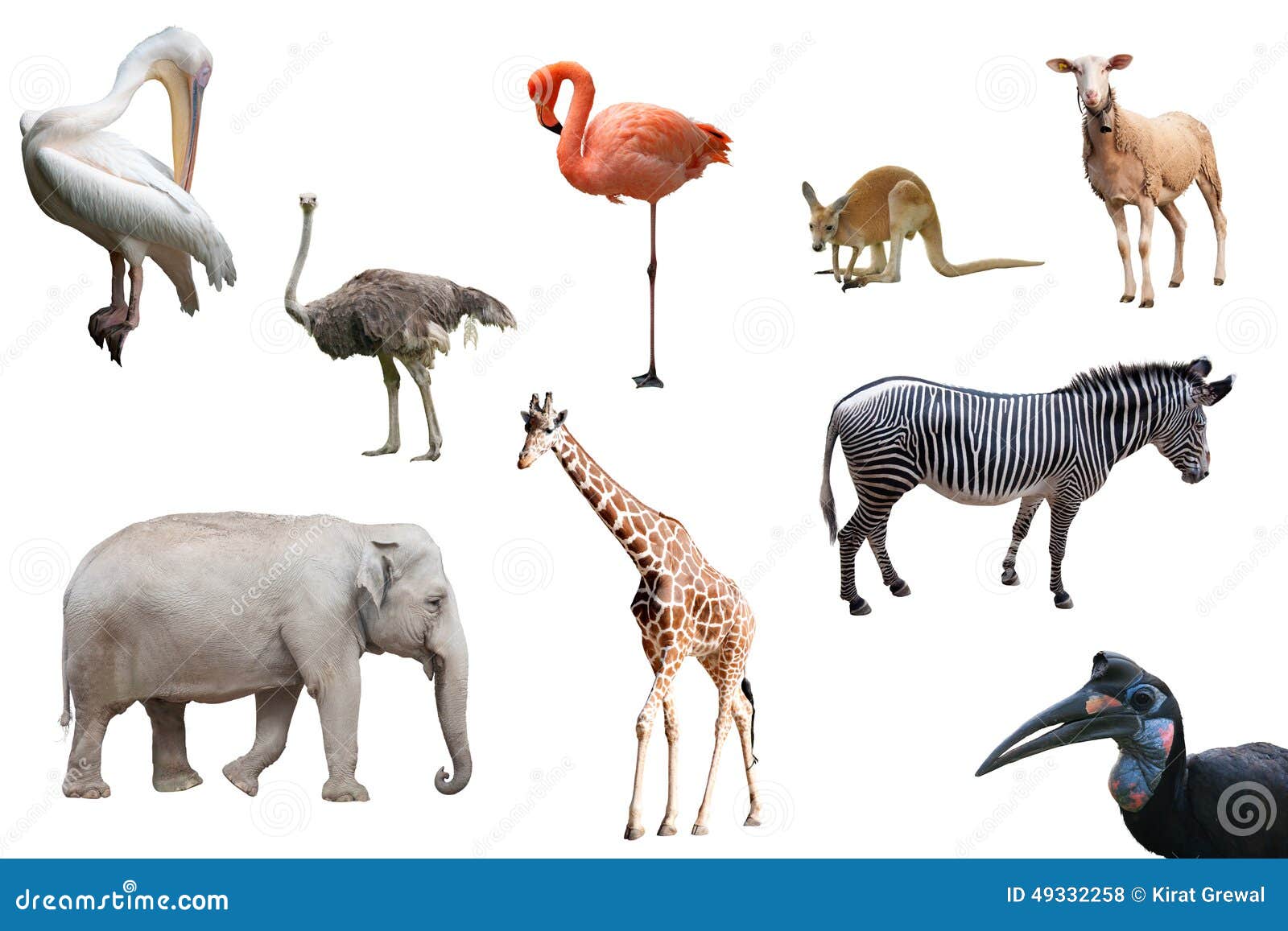 Beautiful Animals and Birds Isolated Stock Photo - Image of beautiful, avian: 49332258 Beautiful Animals and Birds Isolated Stock Photo - Image of beautiful, avian: 49332258