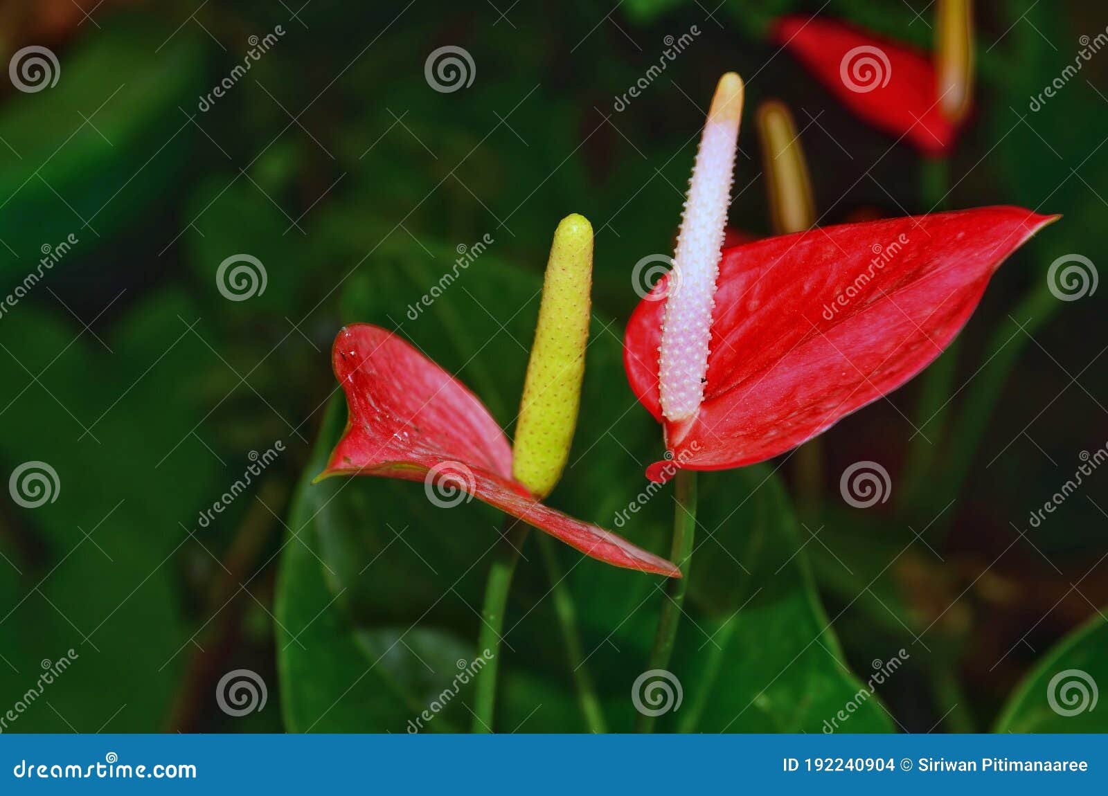 Beautiful Anthuriums in Bloom in the Garden Stock Photo Image of