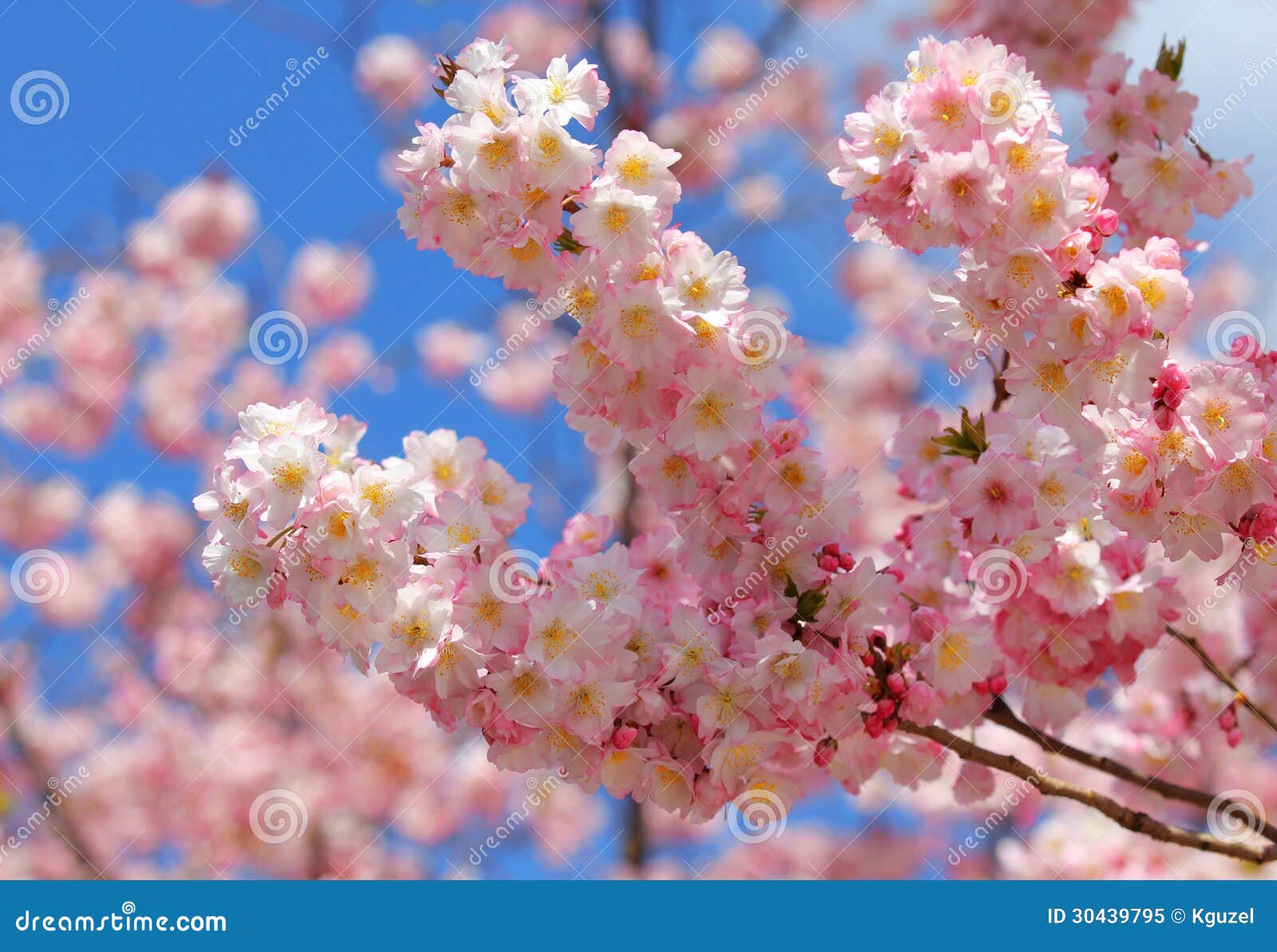 beautiful apple blossom in springtime