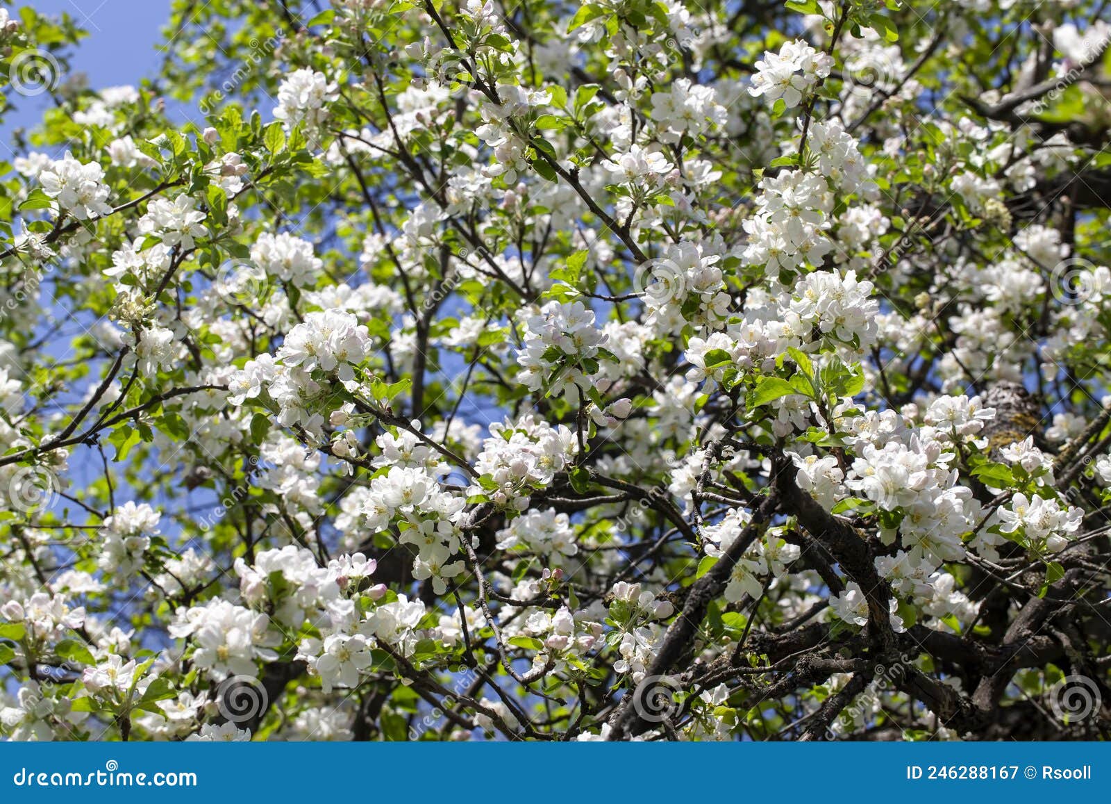 A Beautiful Apple Tree during Blooming with White Flowers Stock Image