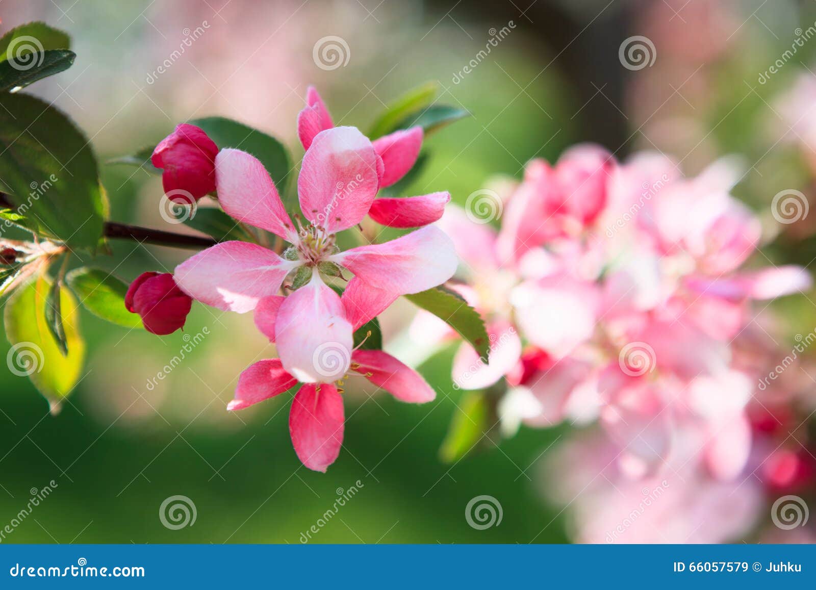 Beautiful Apple Tree Flowers Stock Image Image of floral, leaf 66057579