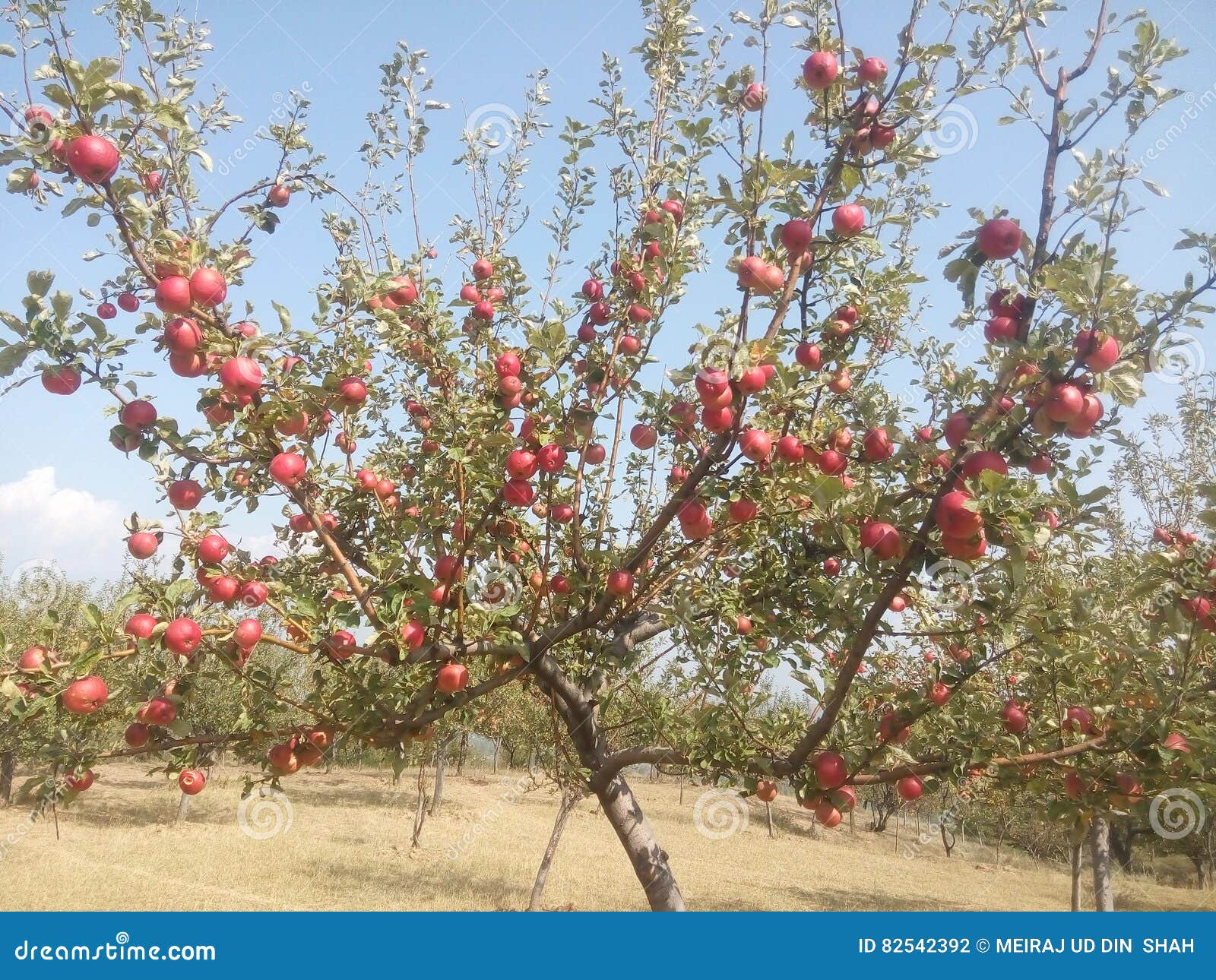 Beautiful Apple tree stock photo. Image of apple, kashmir 82542392