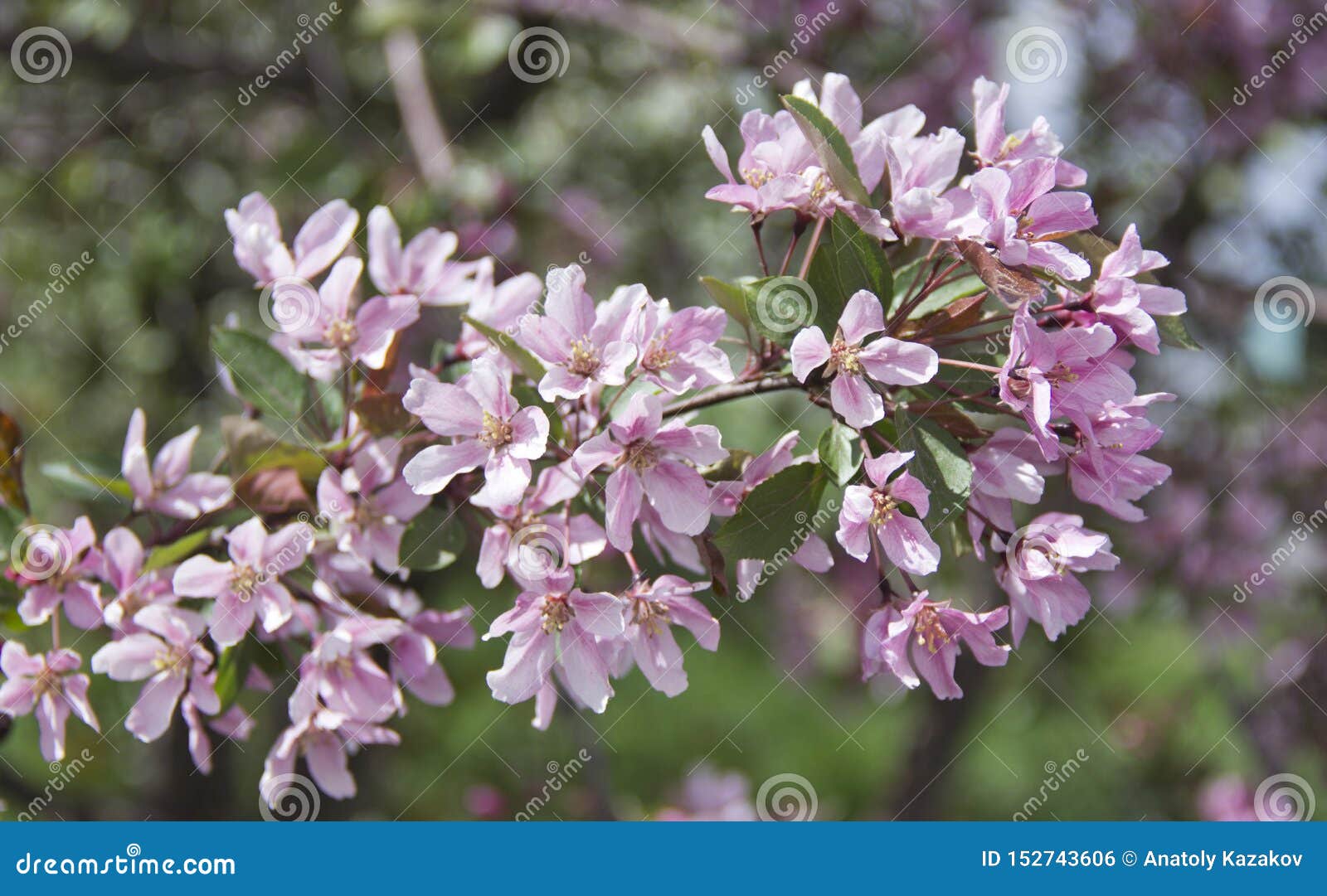 Beautiful Appletree in Bloom with Pink Flowers Stock Photo Image of