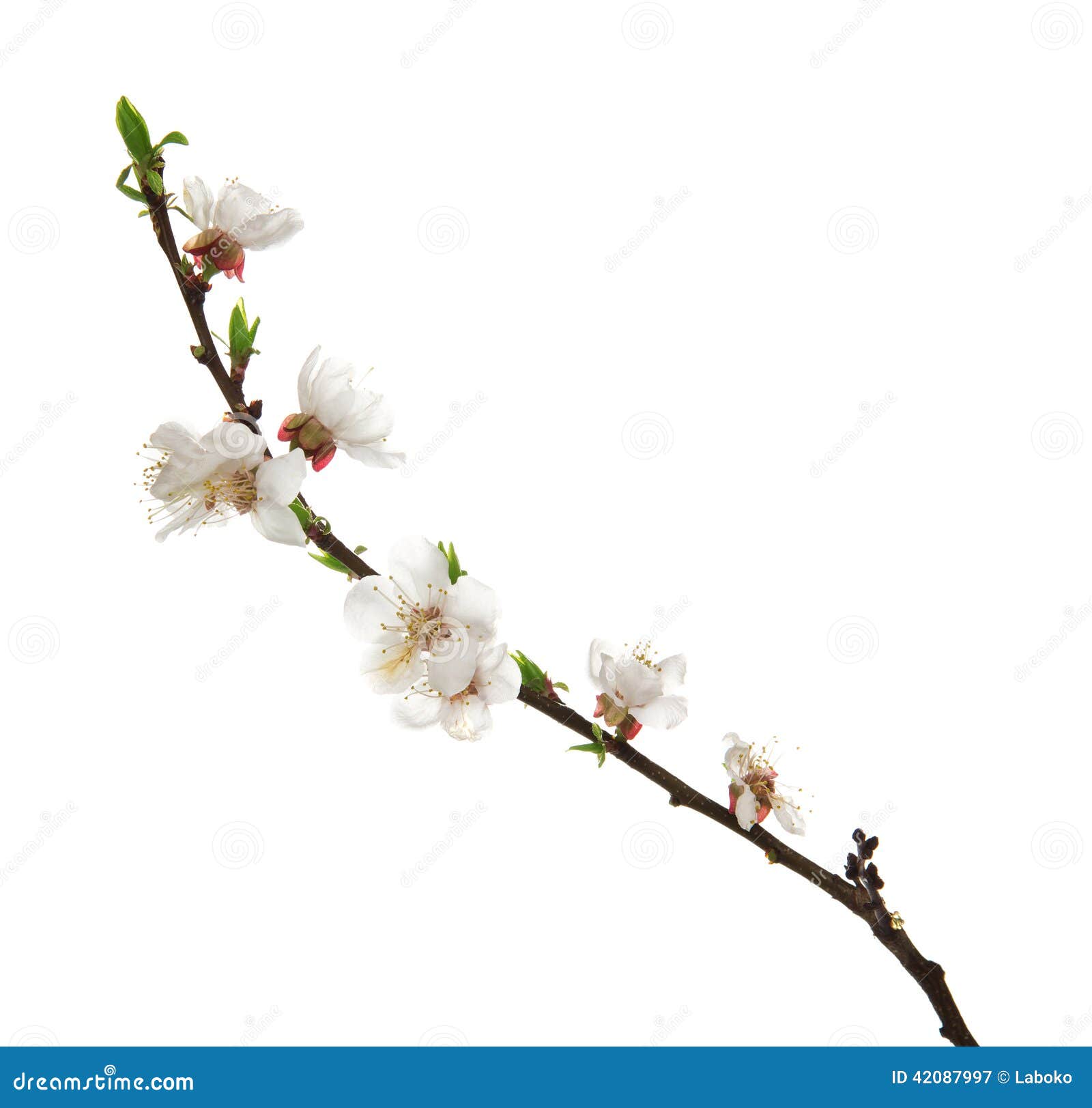 Beautiful apricot blossom stock image. Image of object 42087997