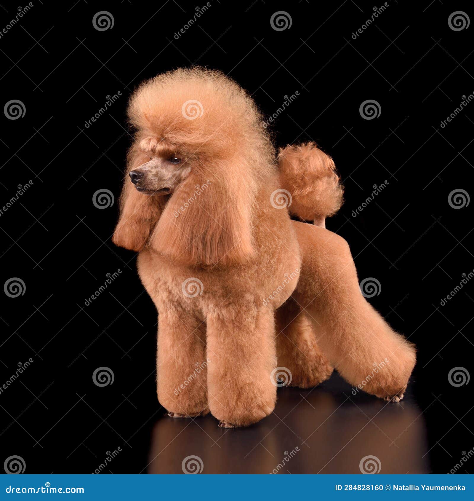 Apricot poodle online