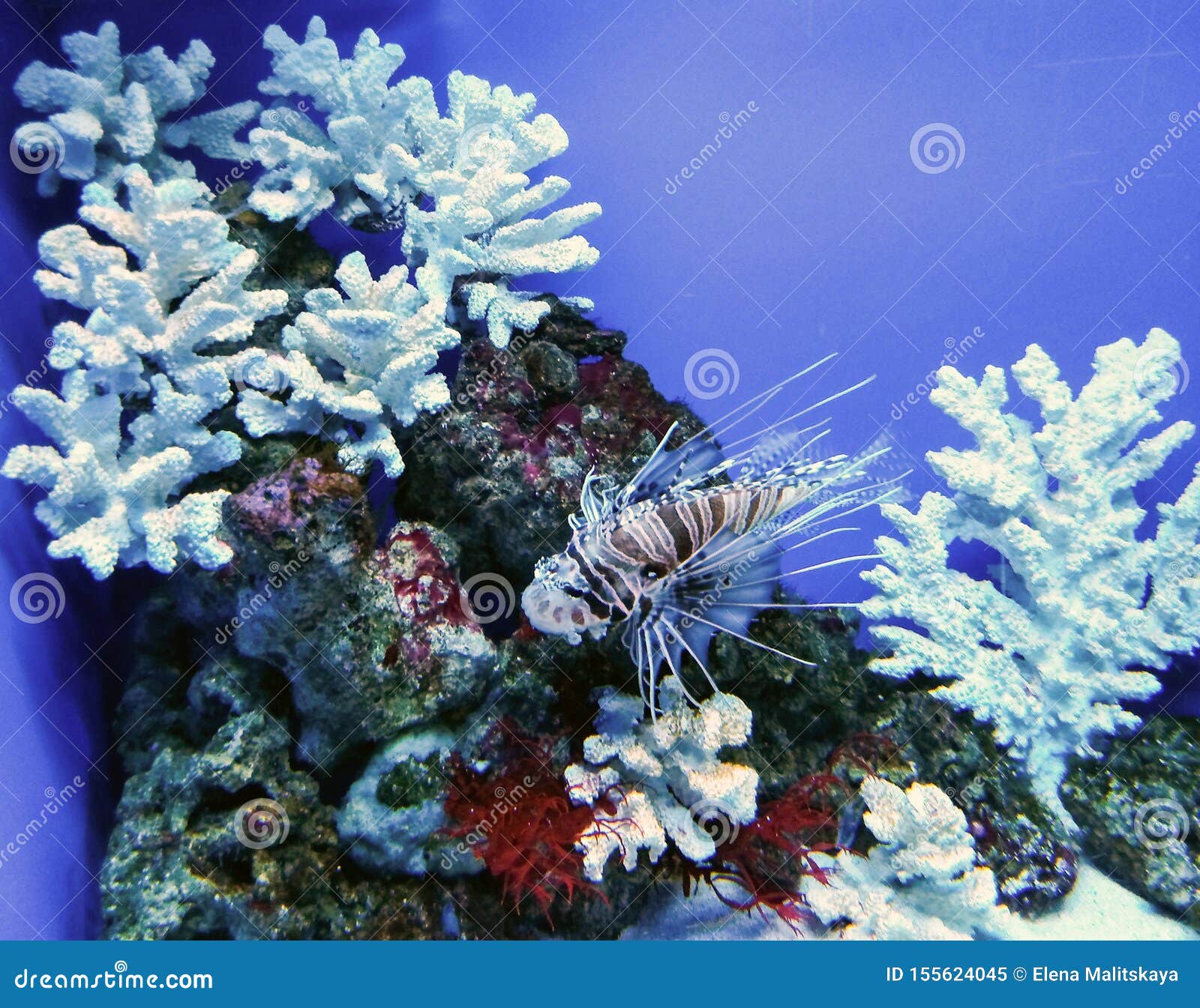 Beautiful Aquarium with Coral, Algae and Dragon Fish Stock Image Image of closeup, colorful