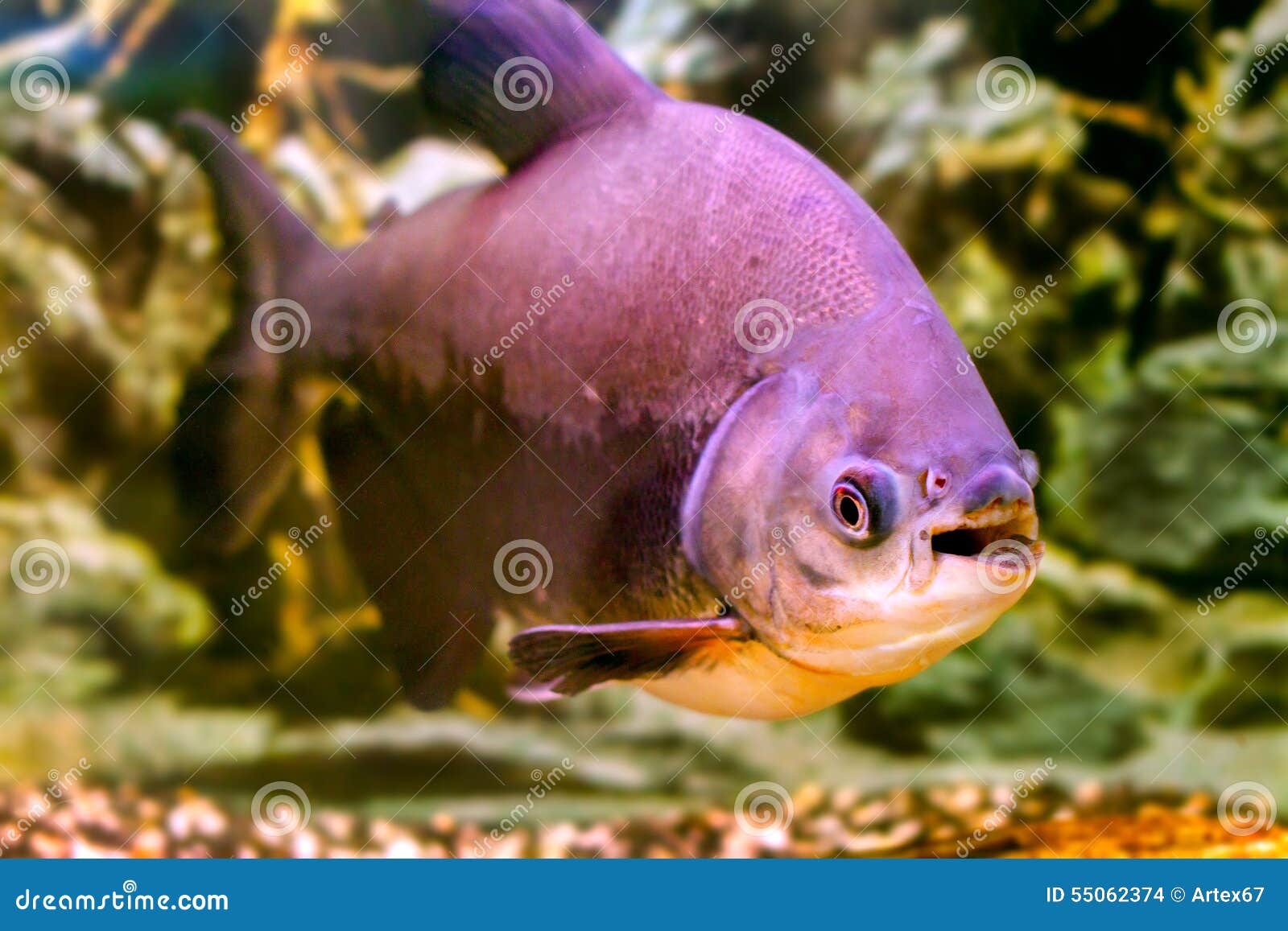 A Beautiful Aquarium Fish Black Pacu Stock Photo Image of america