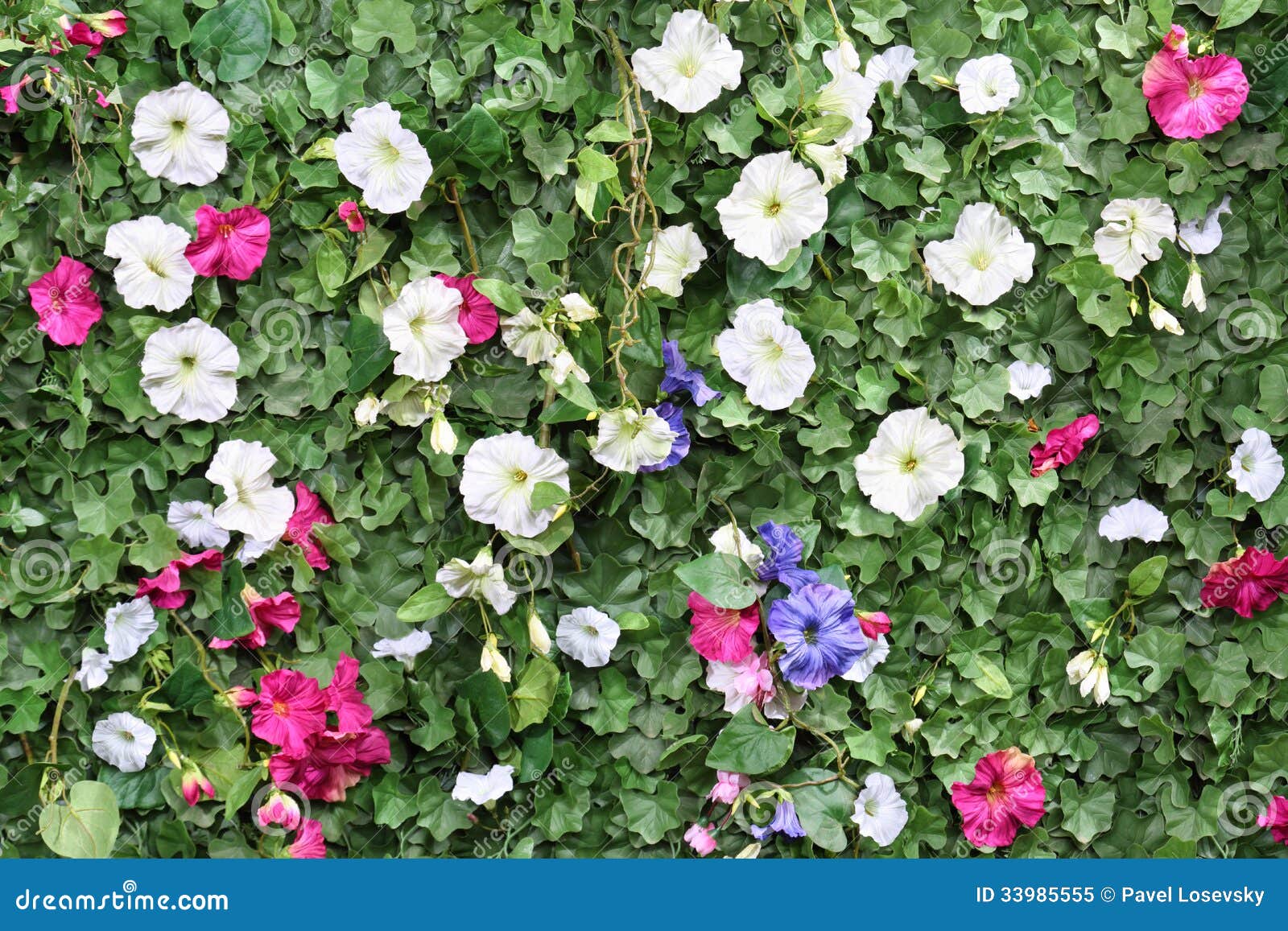 Beautiful Artificial Green Hedge with Flowers. Stock Image Image of