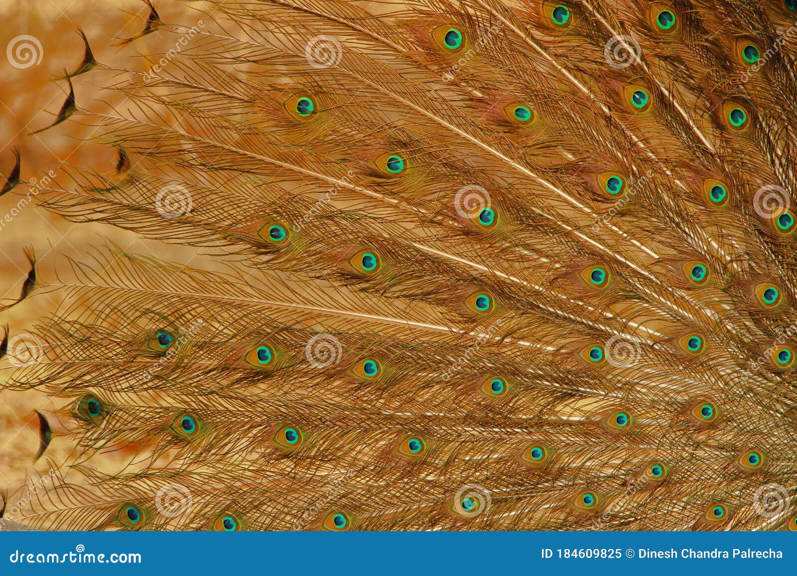 Beautiful, Artistic Colored Peacock Feather, Natural, Nature. Wallpaper  Stock Image - Image of beautiful, peacock: 184609825