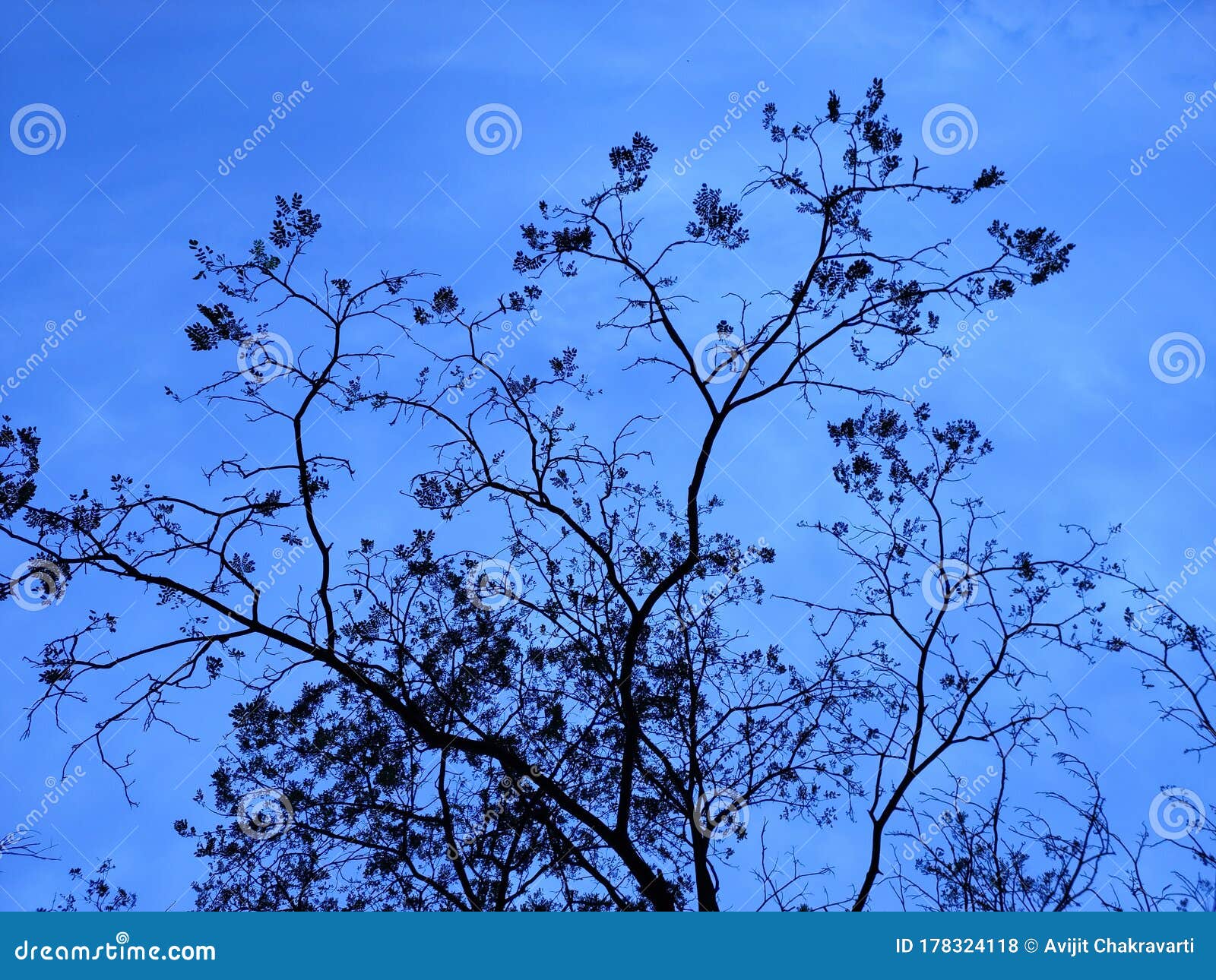 Beautiful Artistic Distribution of Tree Branches with a Blue Sky in