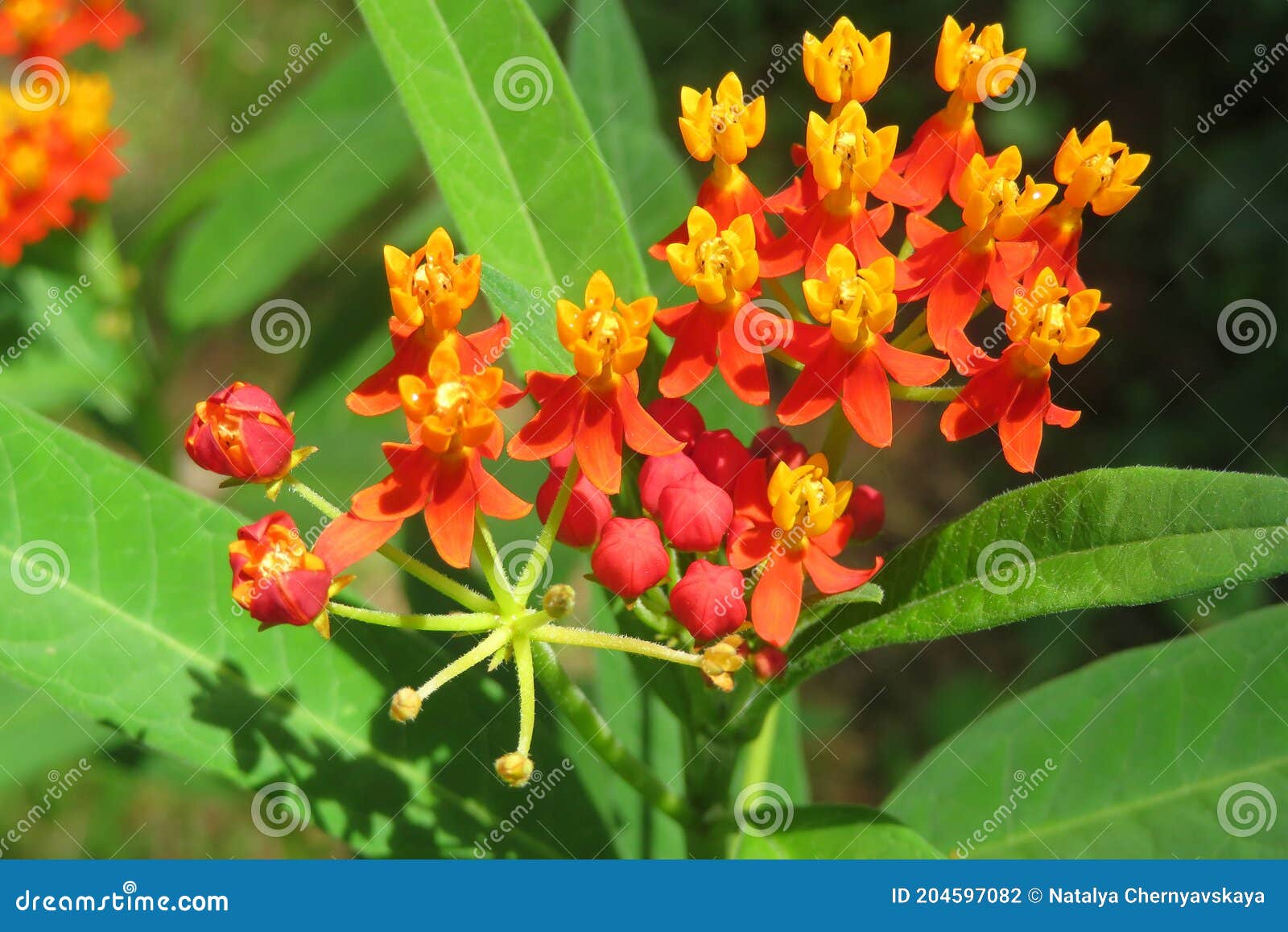 tropical asclepias flowers in the garden