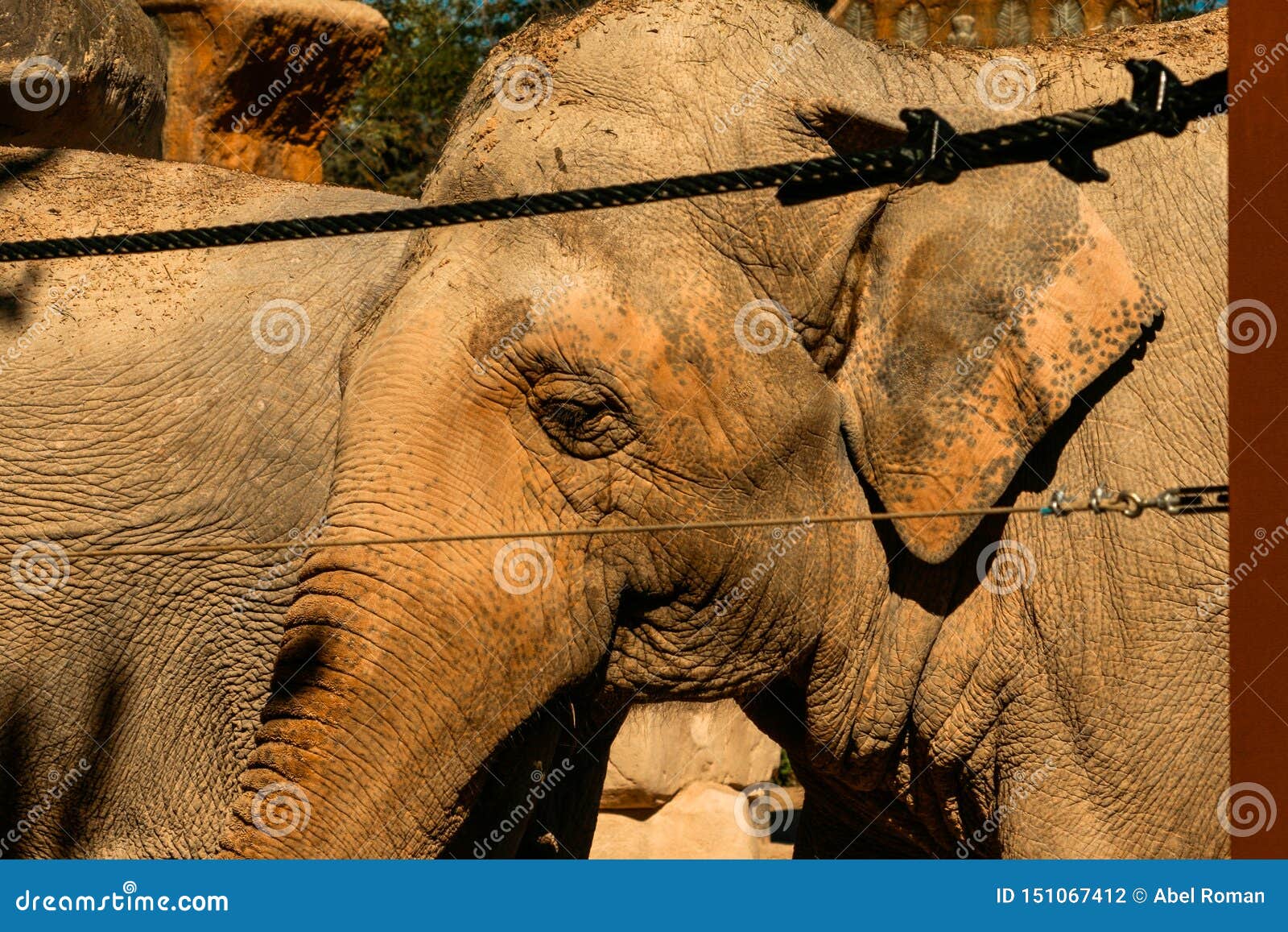 asian elephant behind a security fence