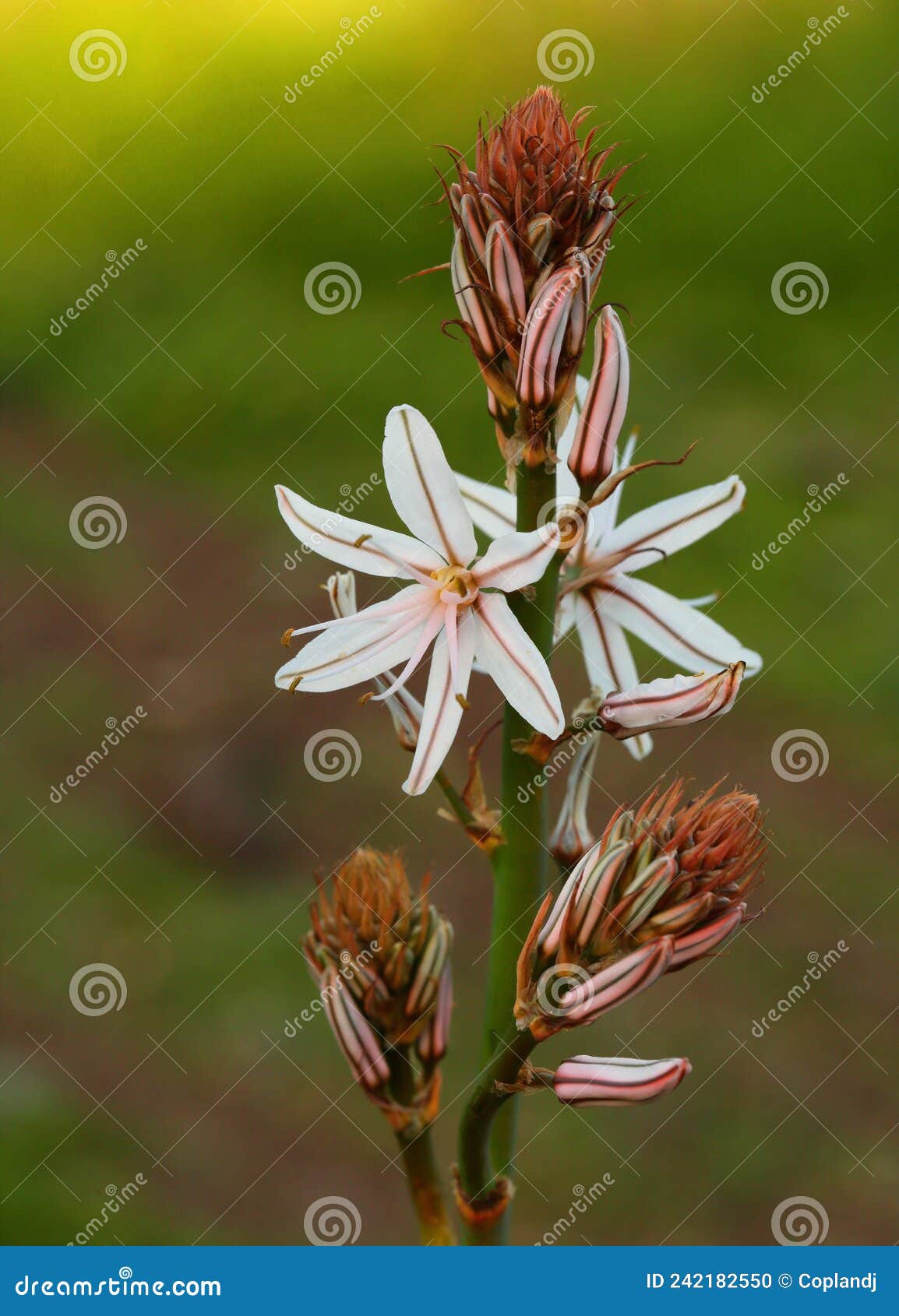 a beautiful asphodel in bloom in portugal. asphodelus aestivus