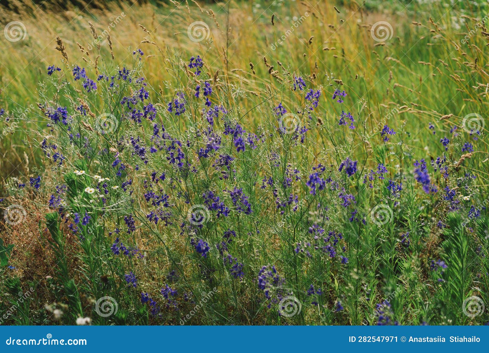 Beautiful Assortment of Brightly Coloured Wild Flowers Stock Image