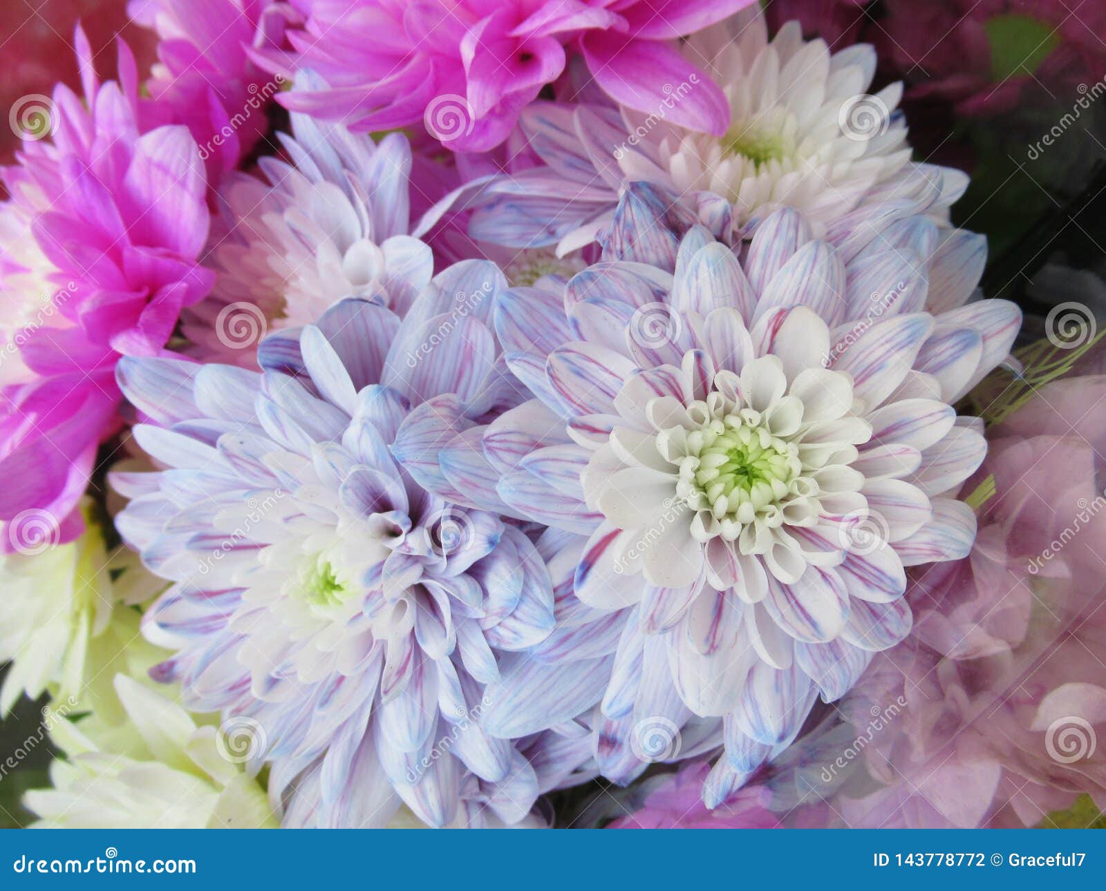 Lovely Bright Attractive Light Blue Dahlia Flowers Bouquet Stock Photo ...