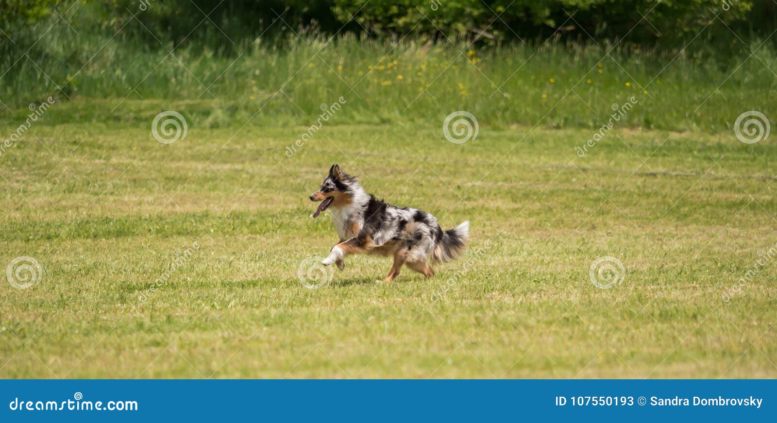 A Beautiful Australian Shepherd Playing Outside Stock Image Image of