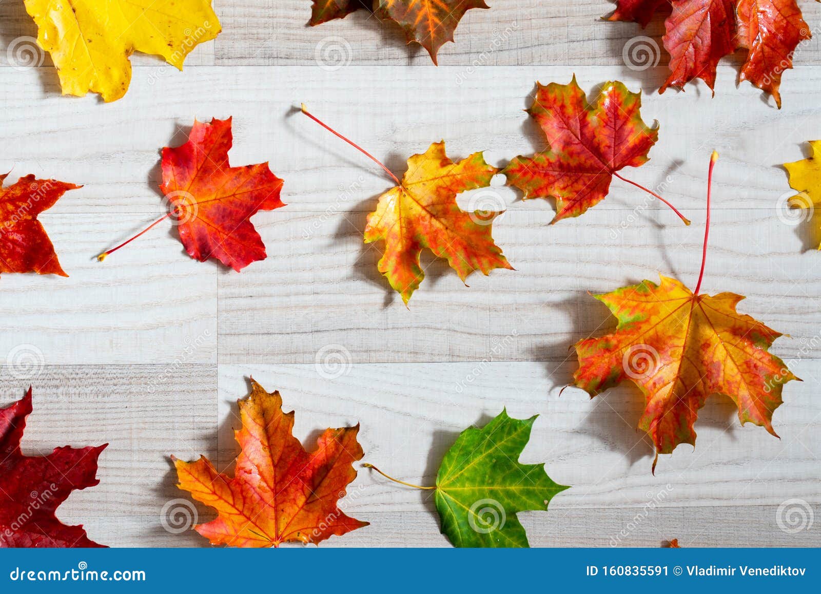 Beautiful Autumn Background Colorful Maple Leaves On Wooden Surface. Design  Wallpaper Stock Photo, Picture and Royalty Free Image. Image 131315667.