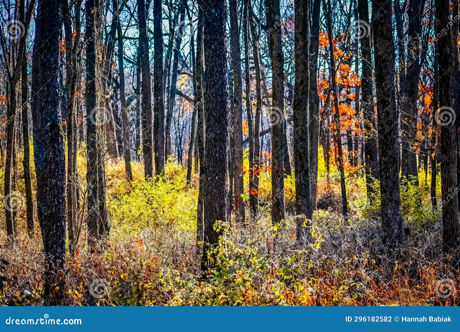 beautiful autumn colors in forest