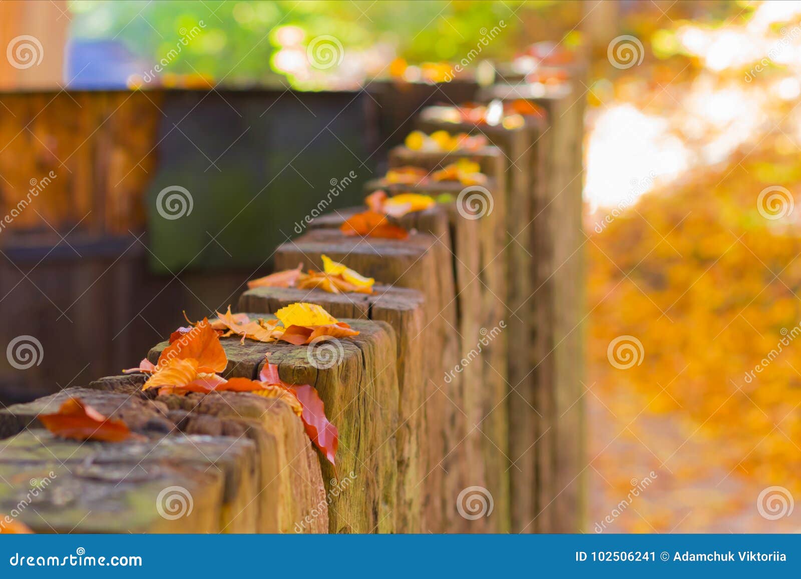Beautiful Autumn Landscape With Yellow Trees And Sun Colorful Foliage