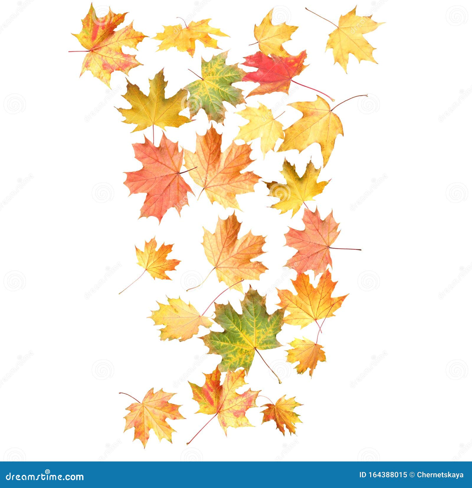 Beautiful Autumn Leaves Falling on White Background Stock Image Image