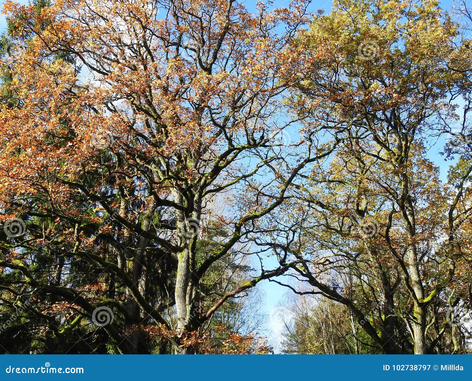 beautiful autumn trees, lithuania