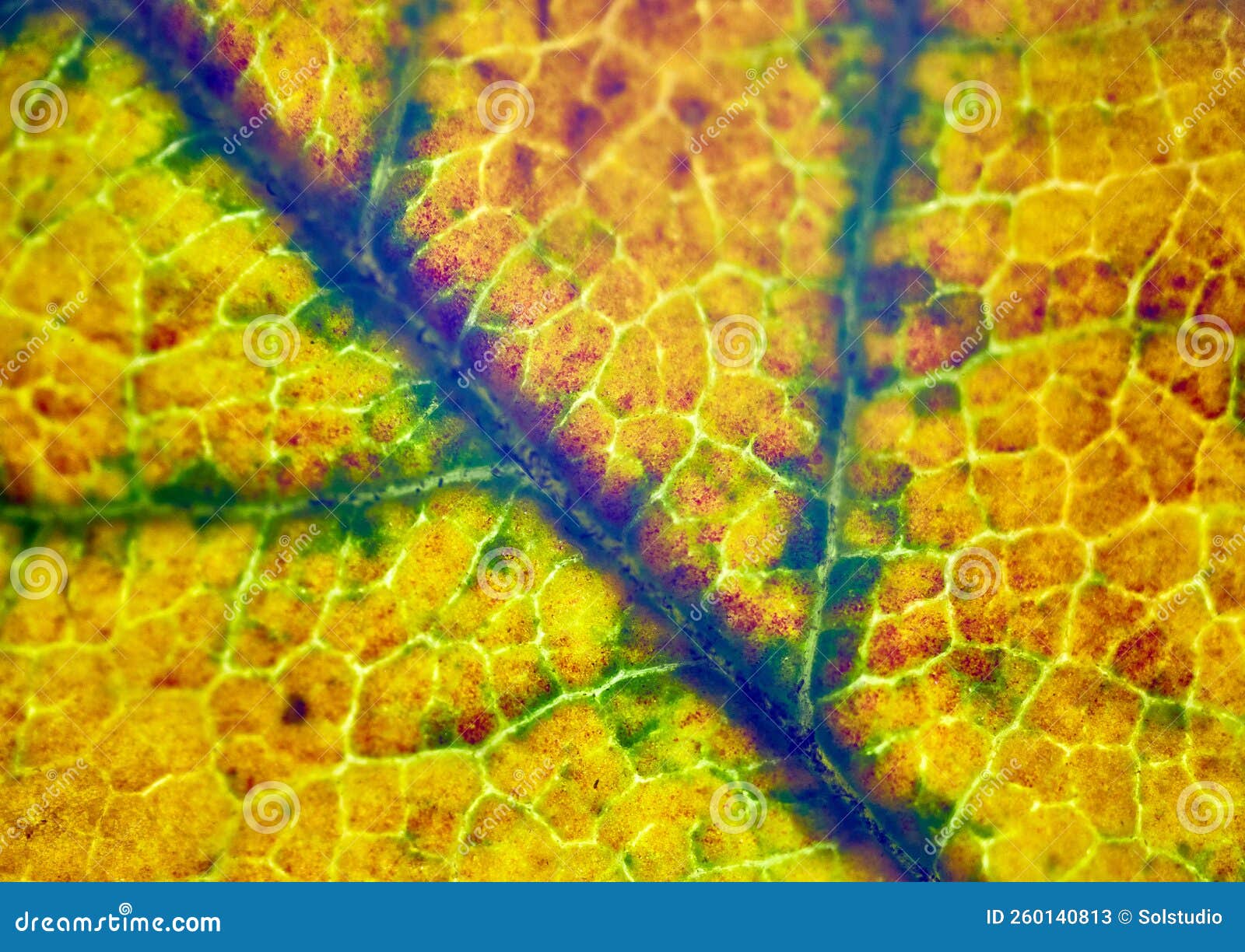 Beautiful autumn patterns stock image. Image of biology 260140813