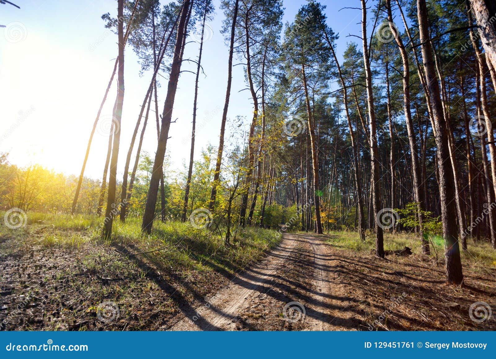 Beautiful Autumn Pine Forest Stock Image Image Of Sunlight Wood