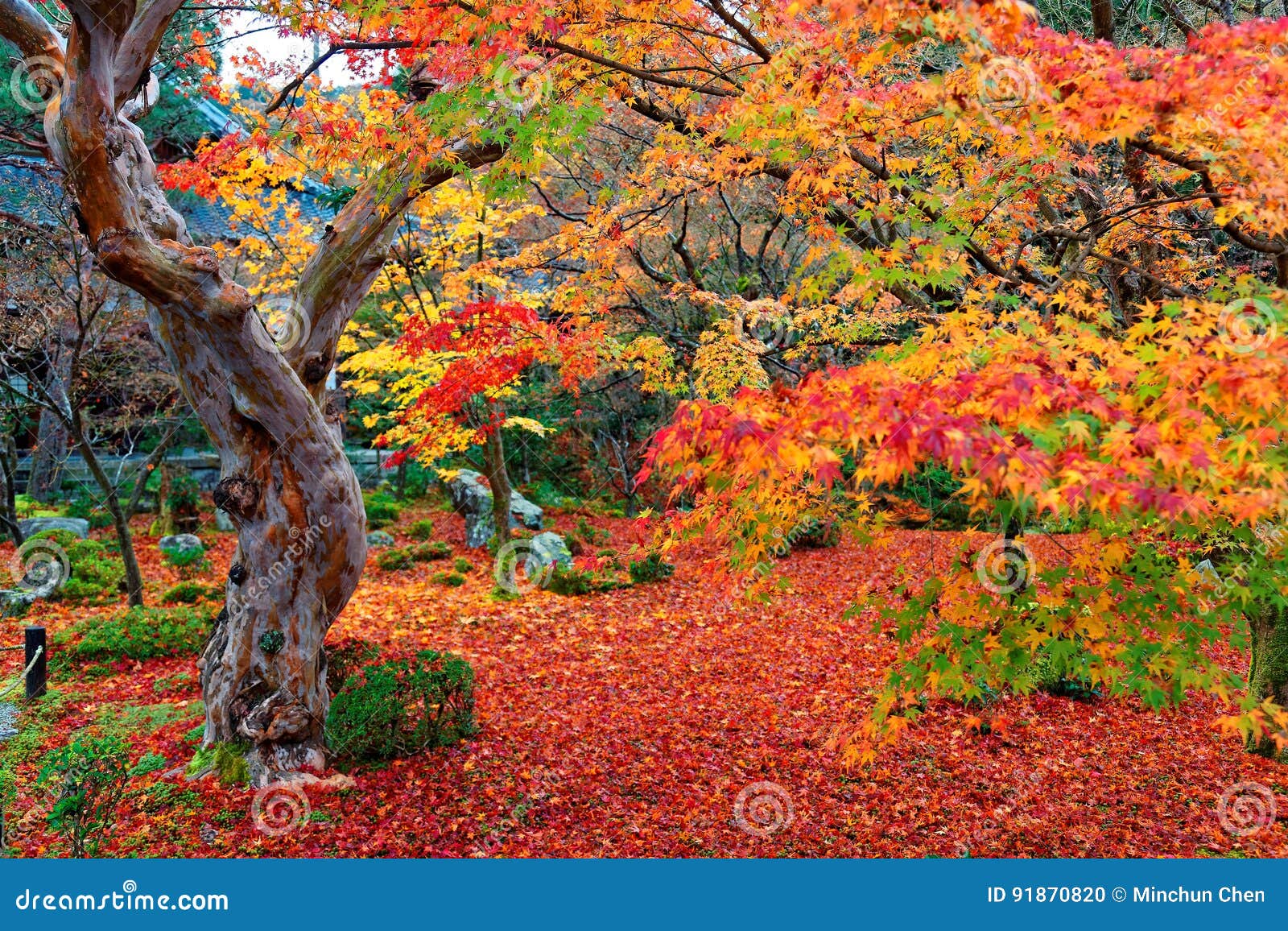 beautiful autumn scenery of colorful foliage of fiery maple trees and a red carpet of fallen leaves in a garden in kyoto