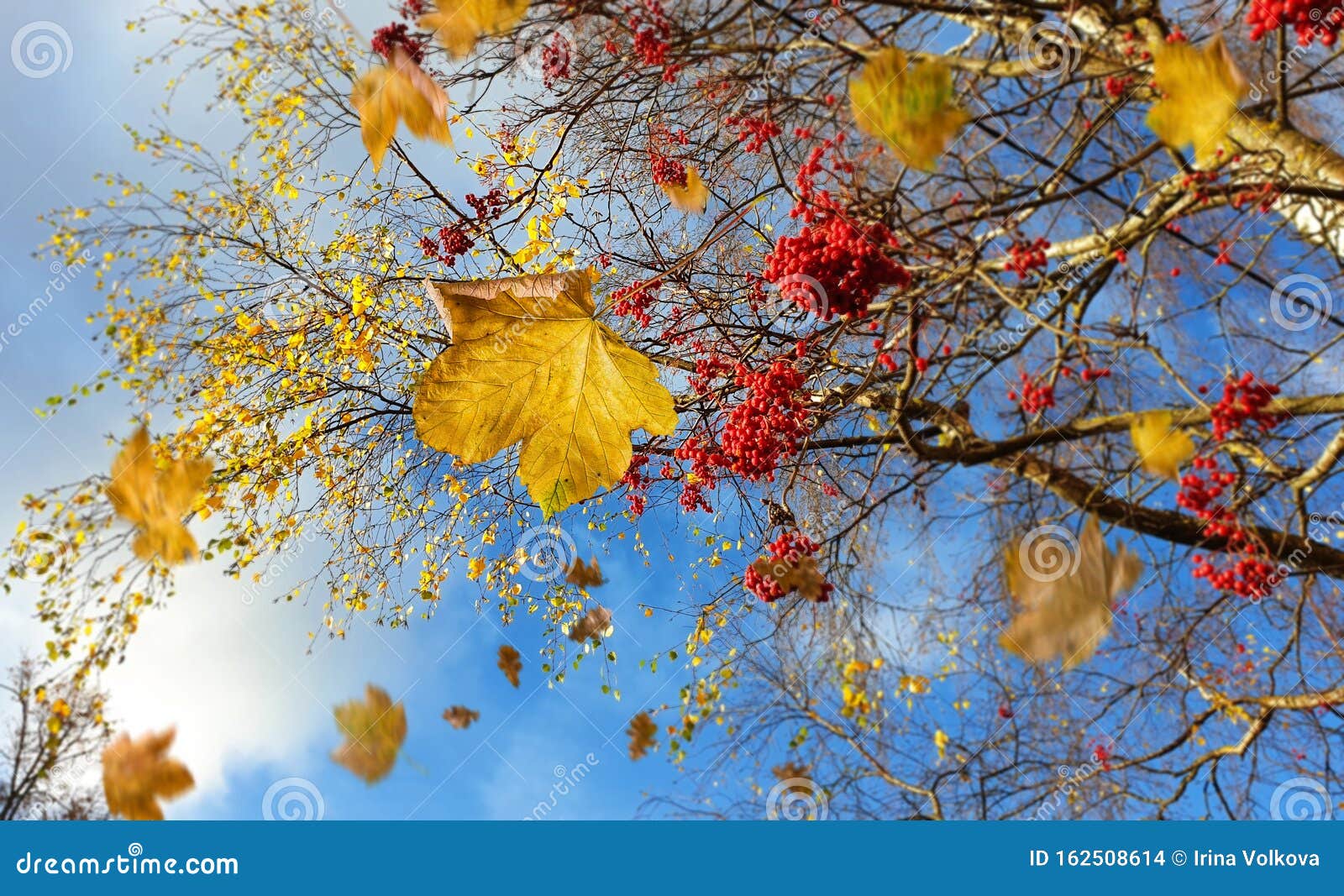 Wanneer beginnen fruitbomen bladeren te laten vallen in de herfst?